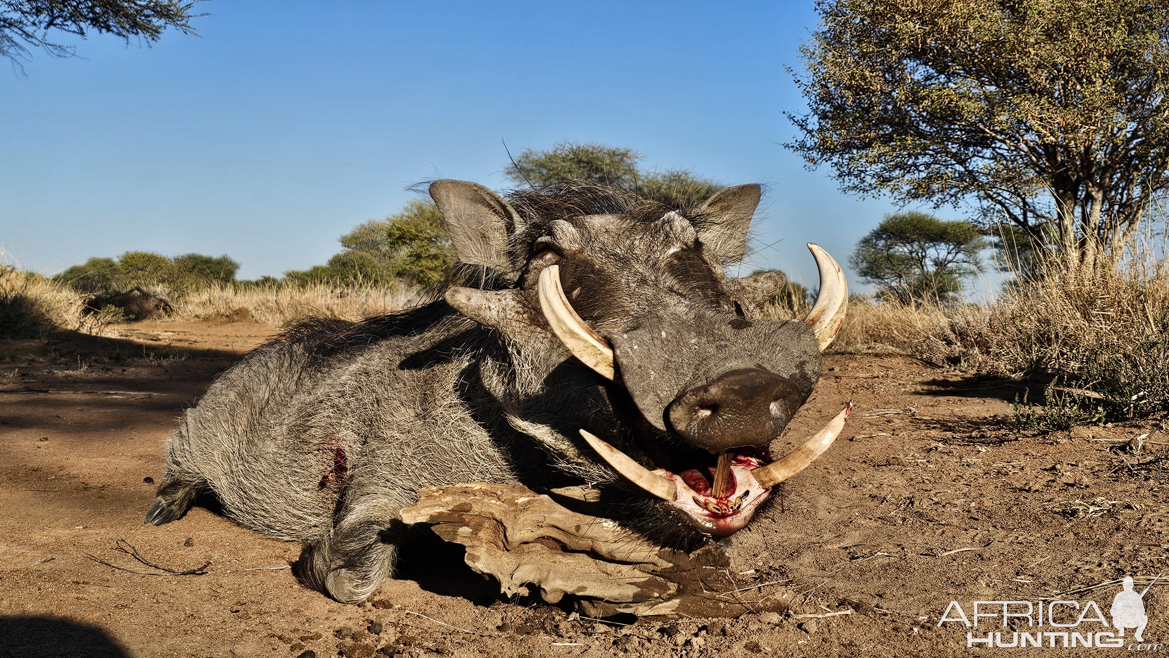 Warthog Hunt South Africa