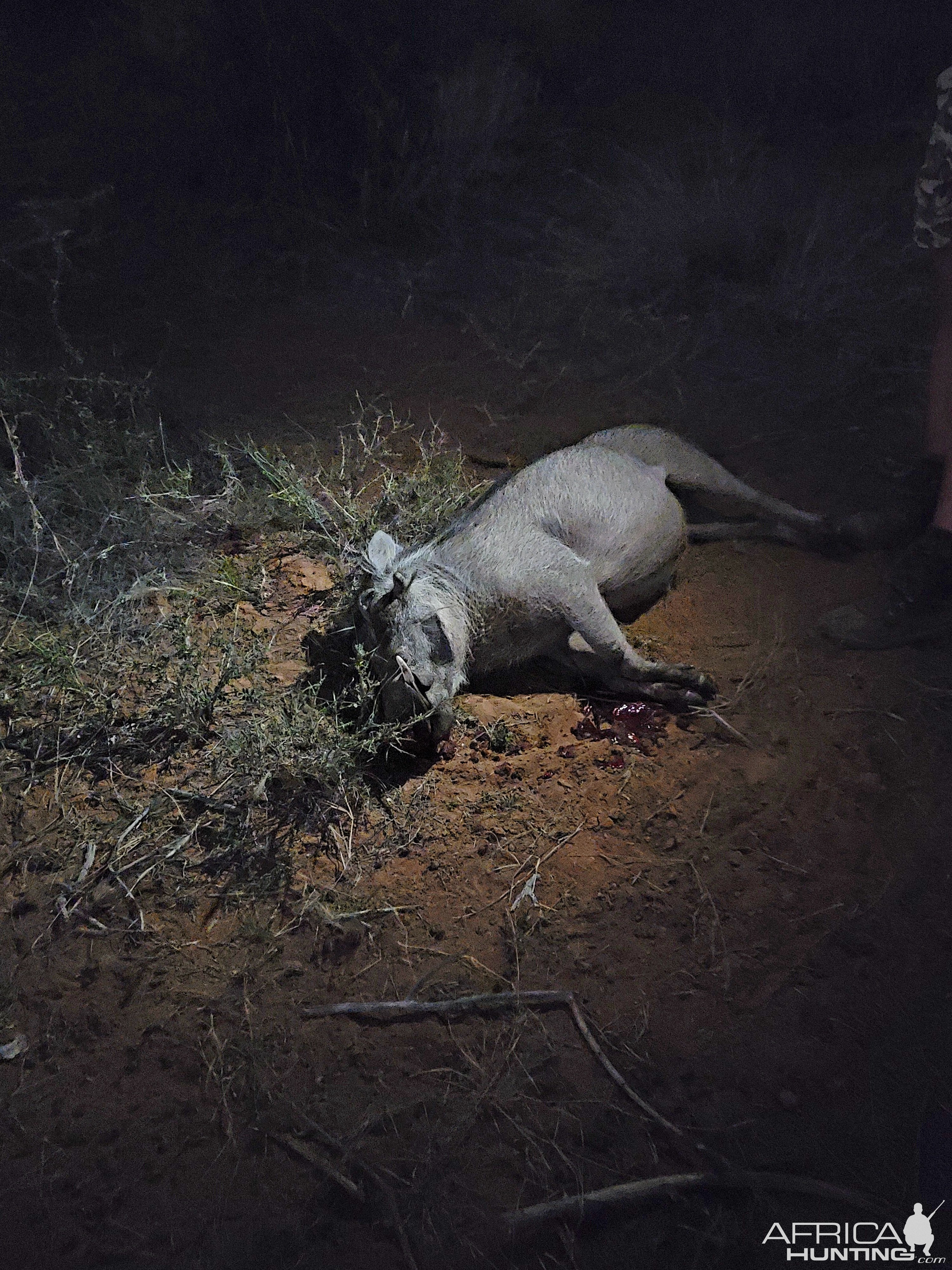 Warthog Hunt South Africa