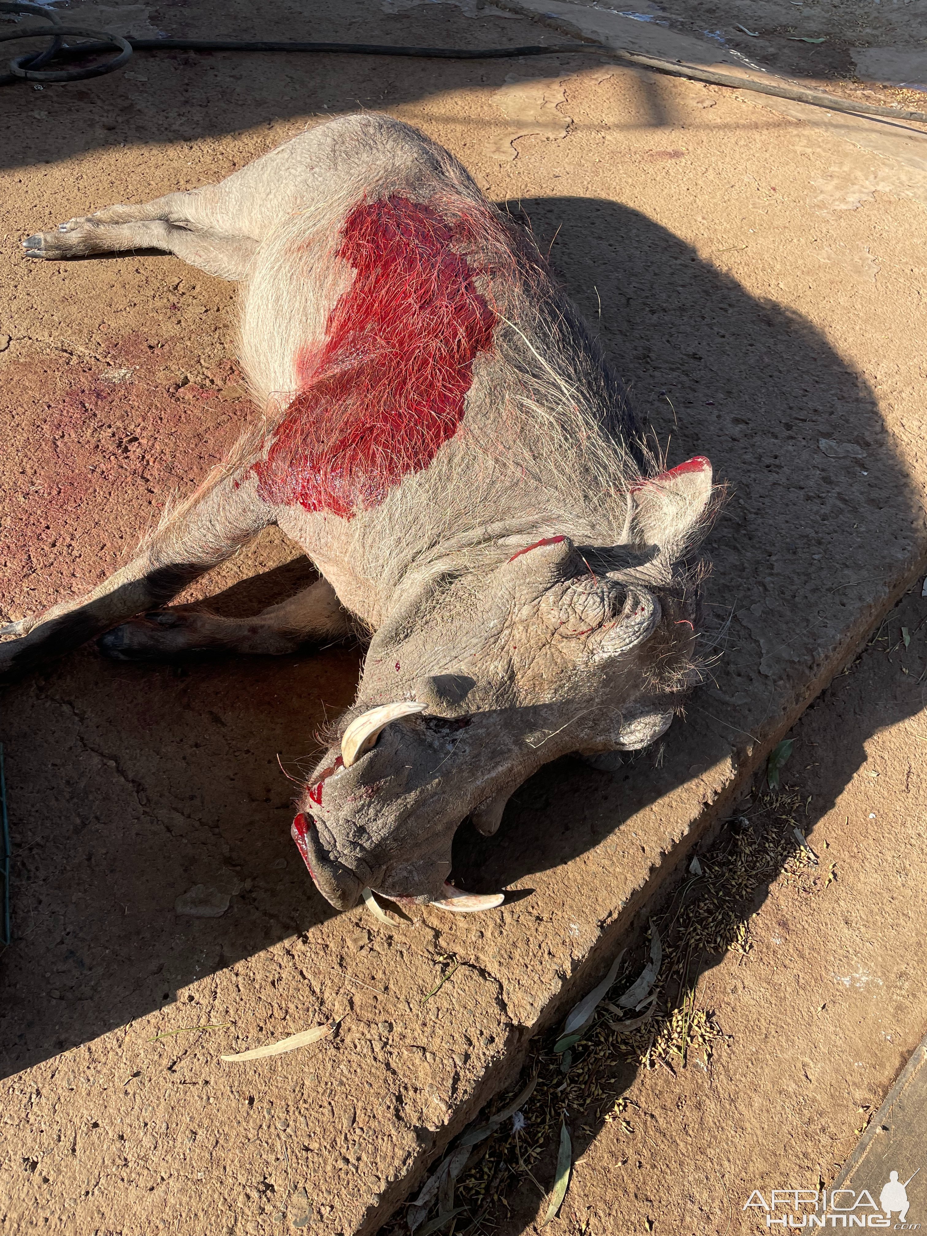 Warthog Hunt South Africa