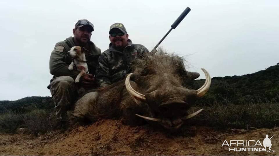 Warthog Hunt South Africa