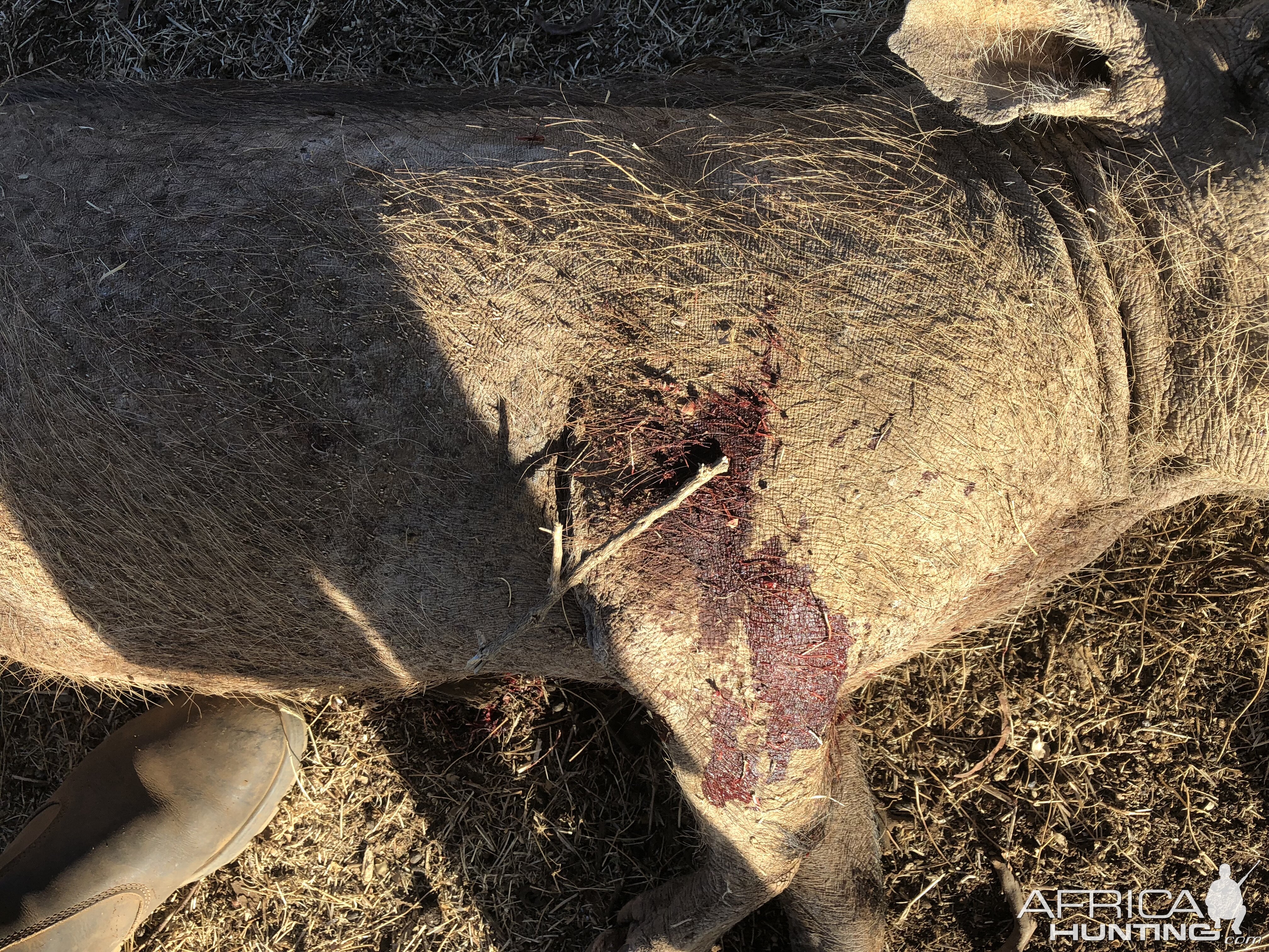 Warthog Hunt South Africa