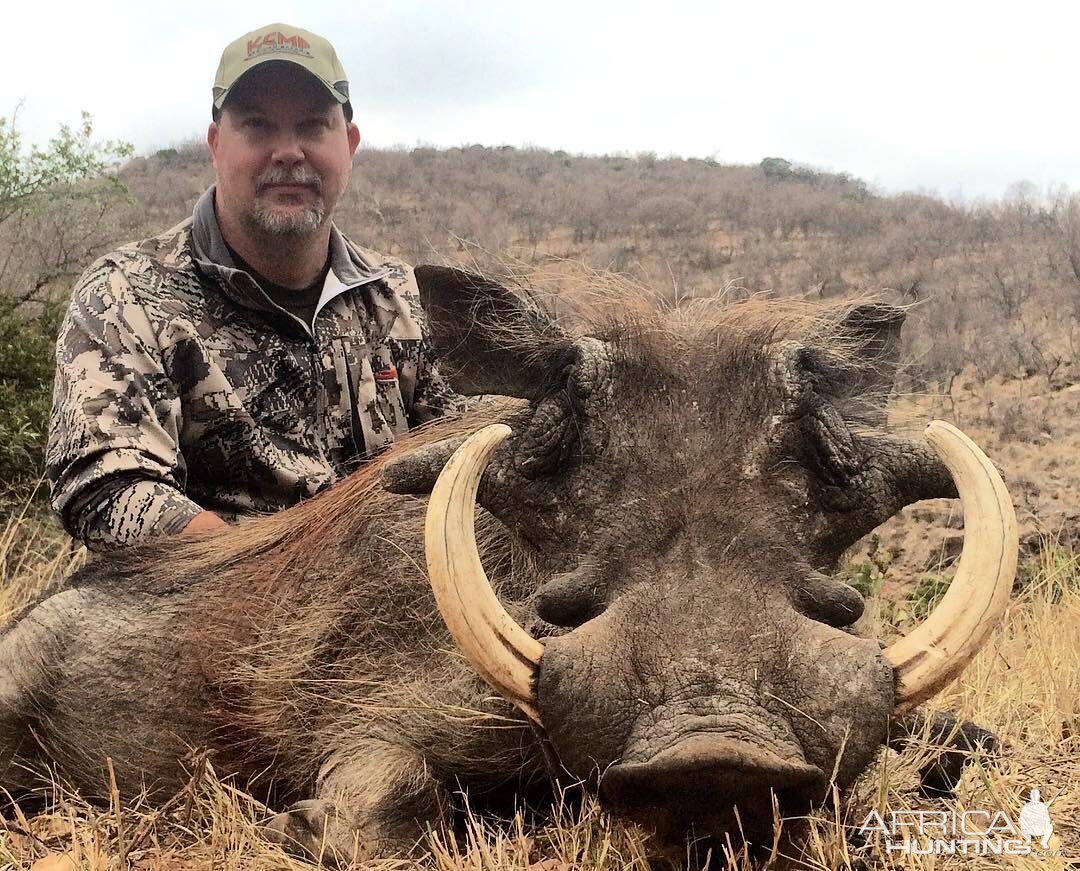 Warthog Hunt South Africa