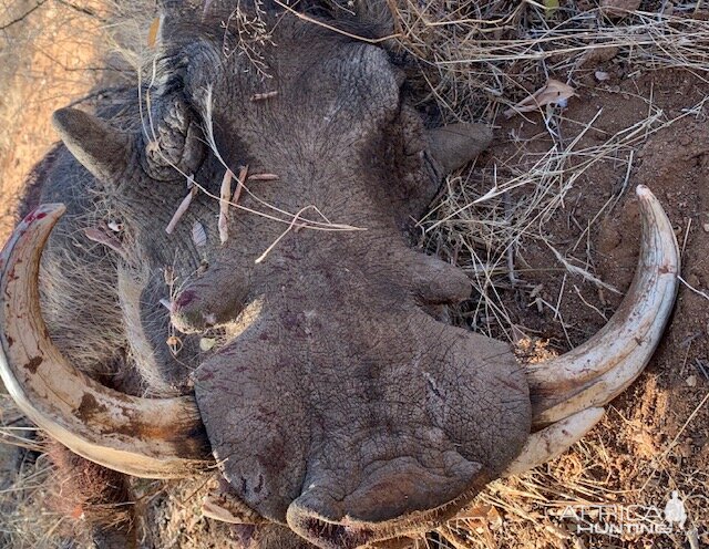 Warthog Hunt South Africa