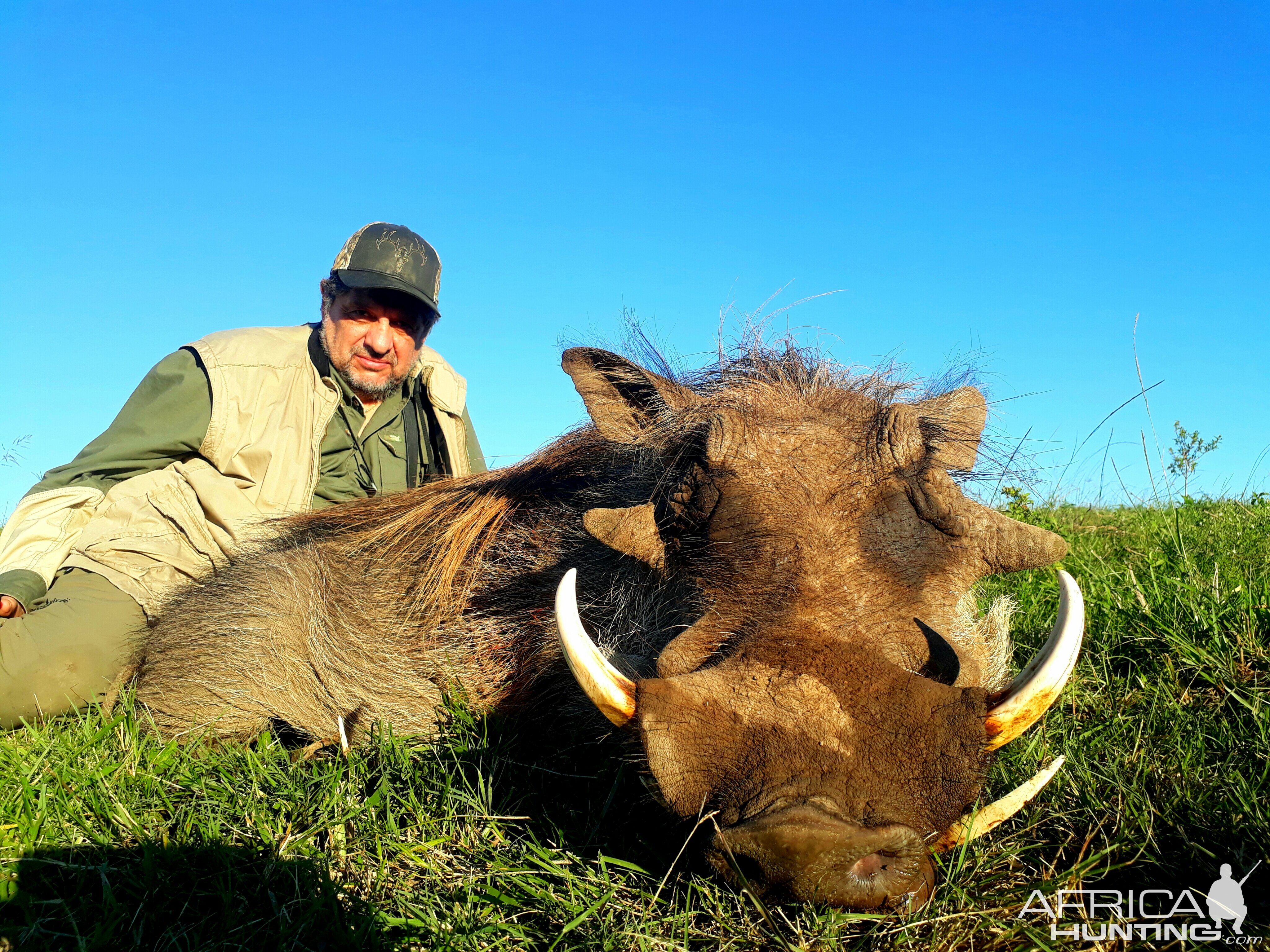 Warthog Hunt South Africa