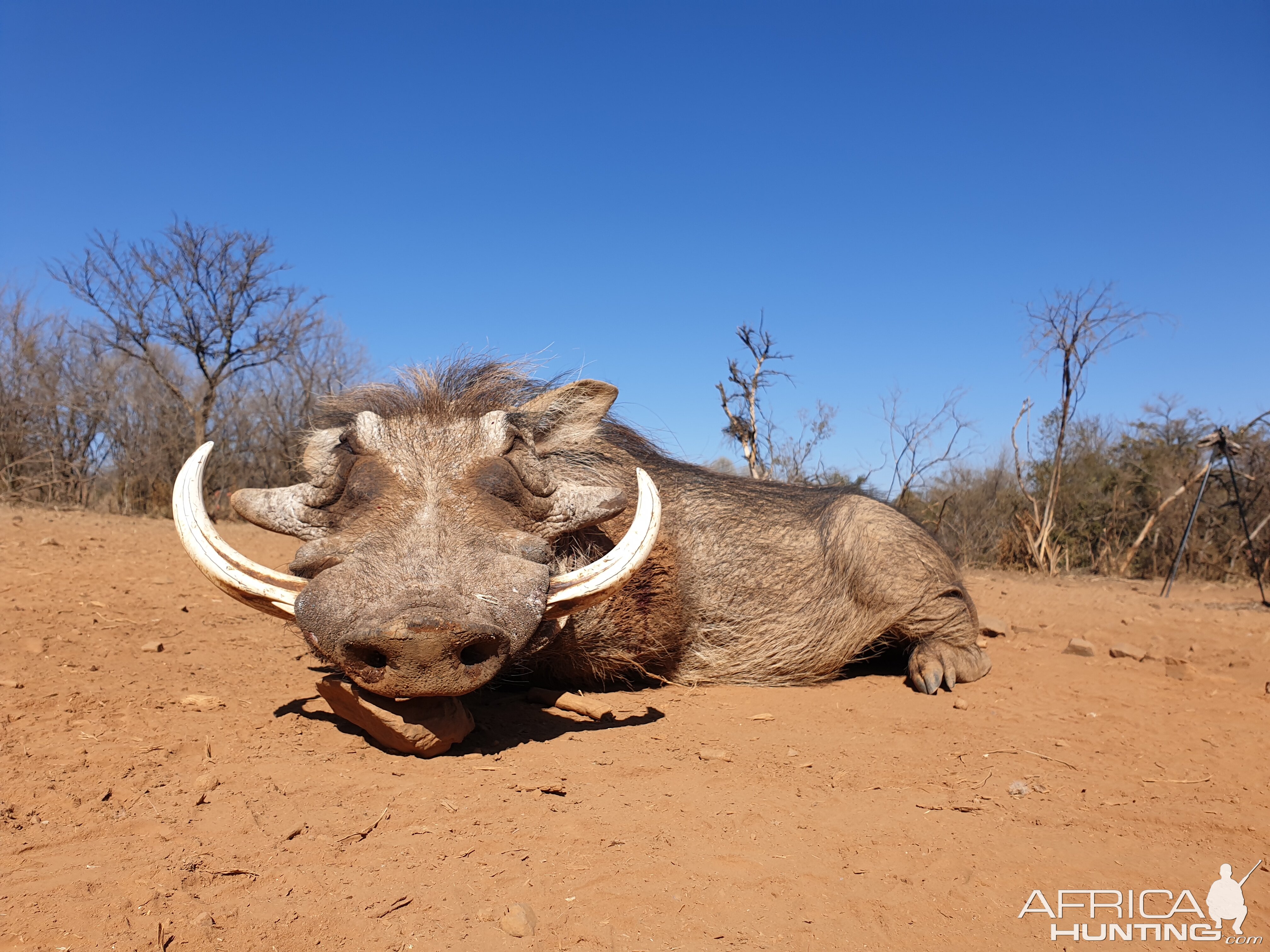 Warthog Hunt South Africa