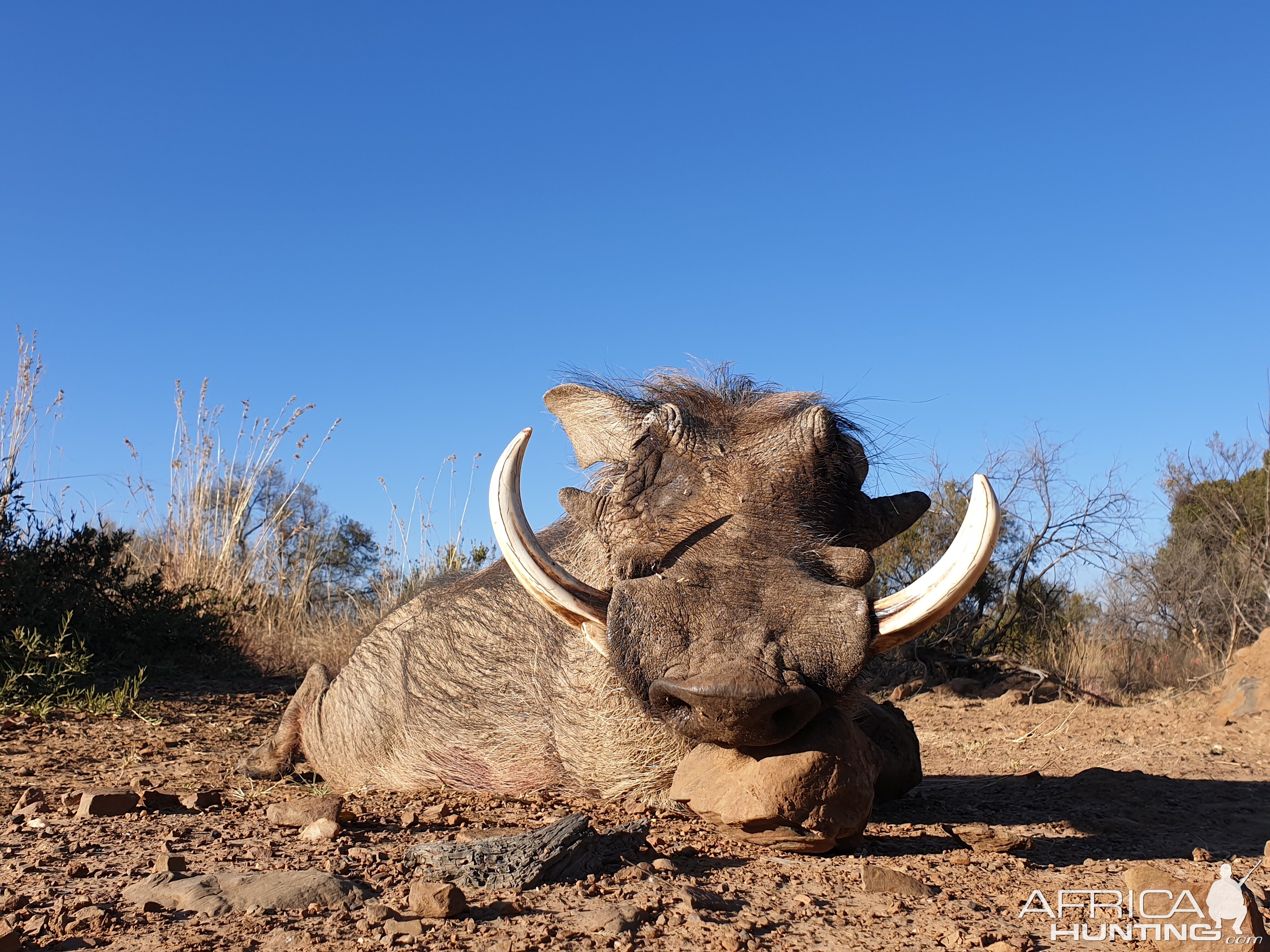 Warthog Hunt South Africa