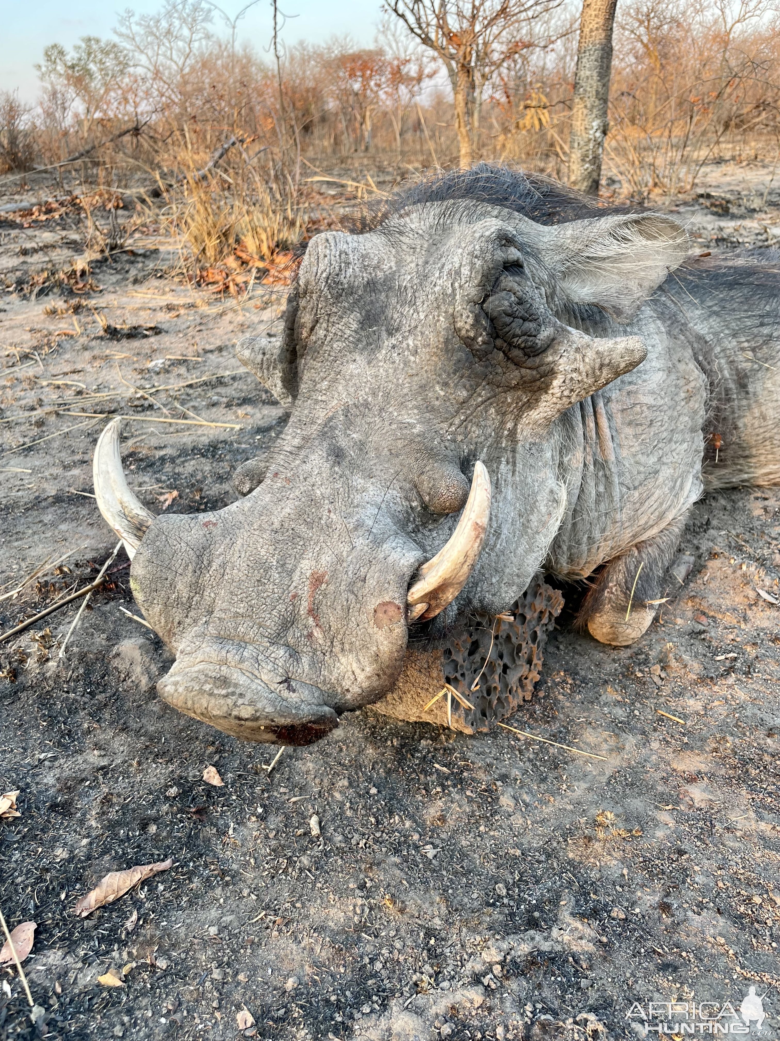 Warthog Hunt Tanzania