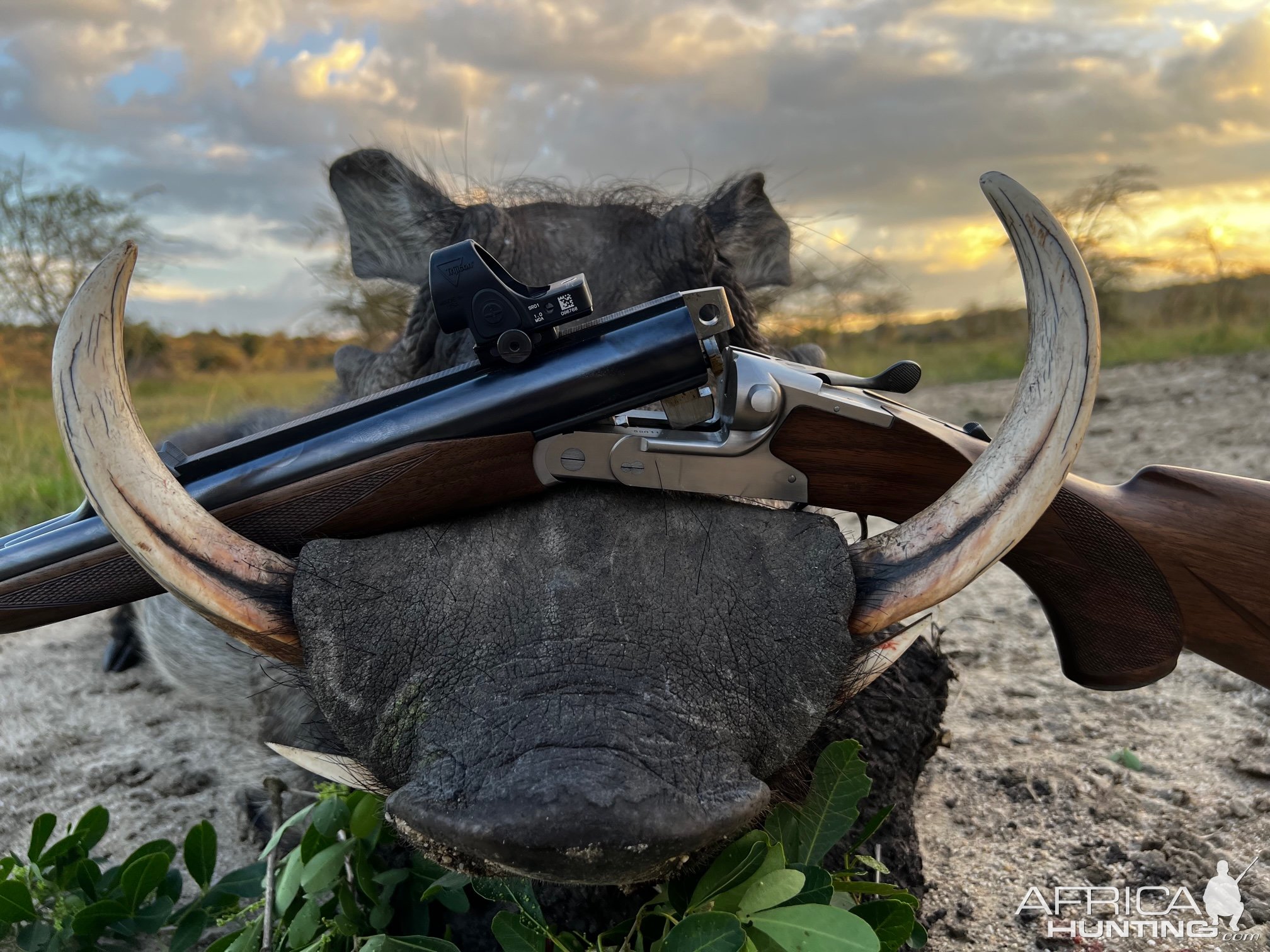 Warthog Hunt Uganda