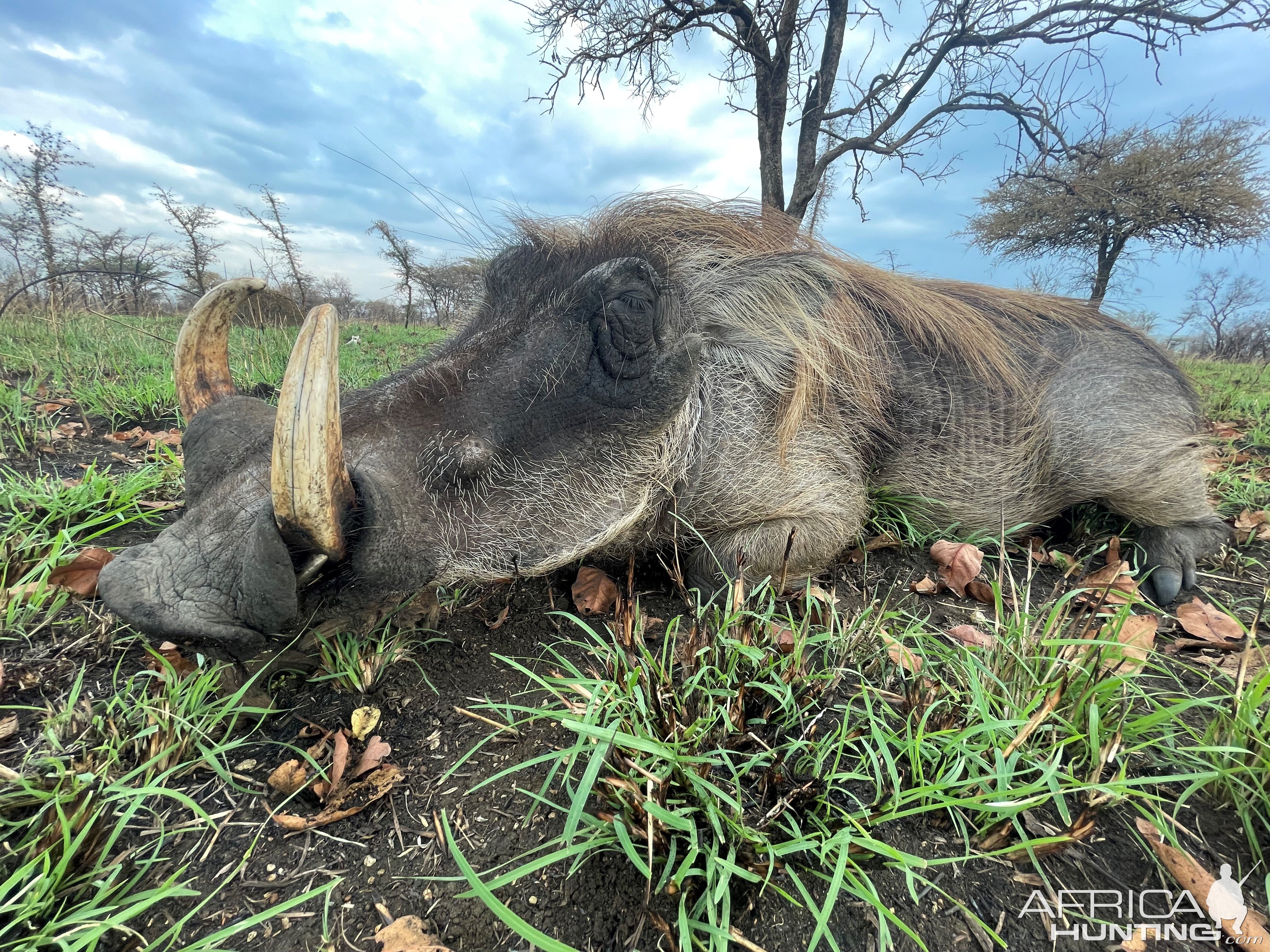 Warthog Hunt Uganda