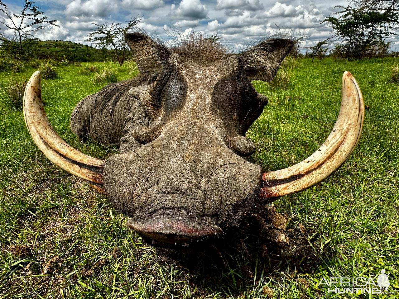 Warthog Hunt Uganda