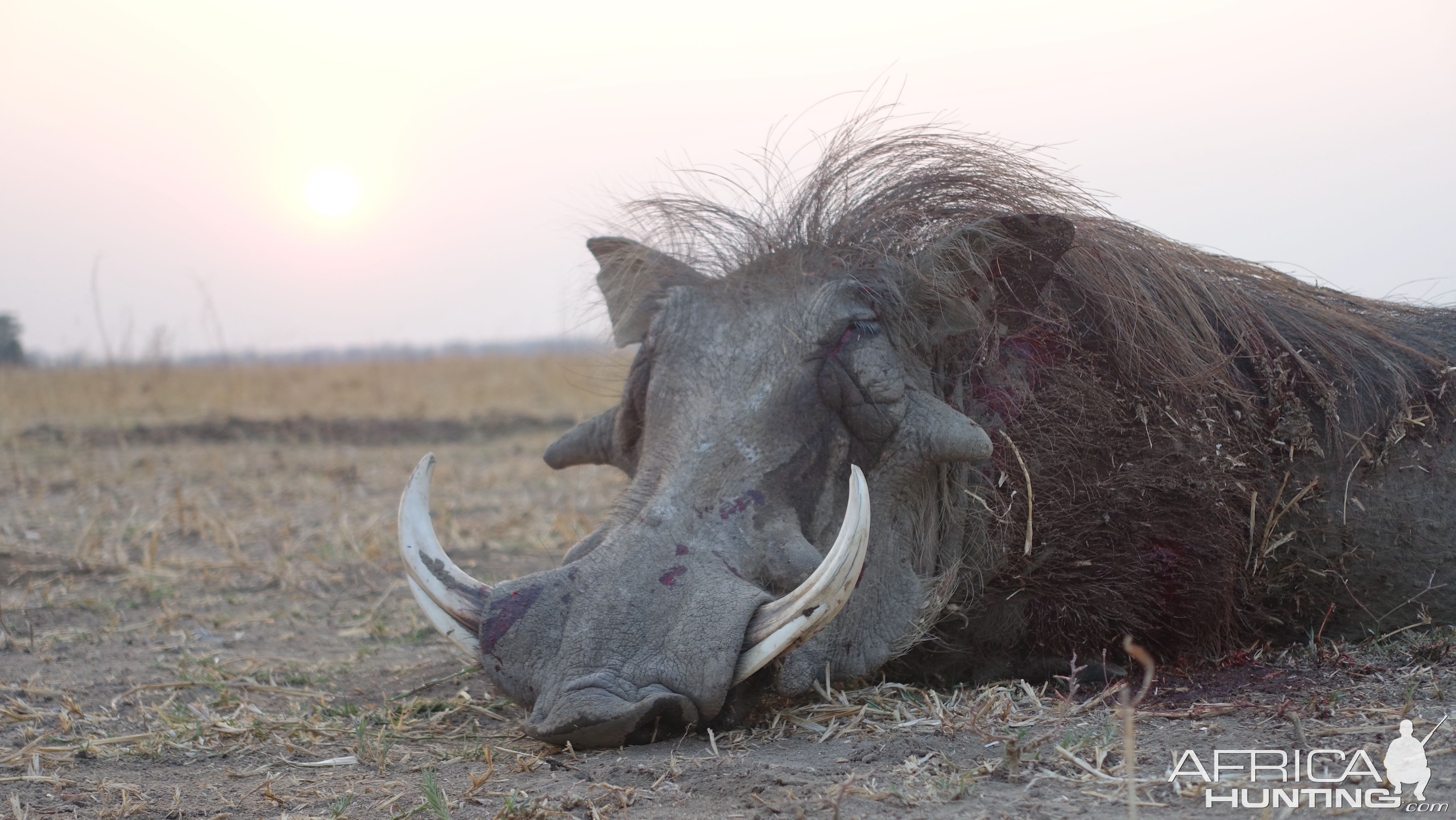 Warthog Hunt Zimbabwe