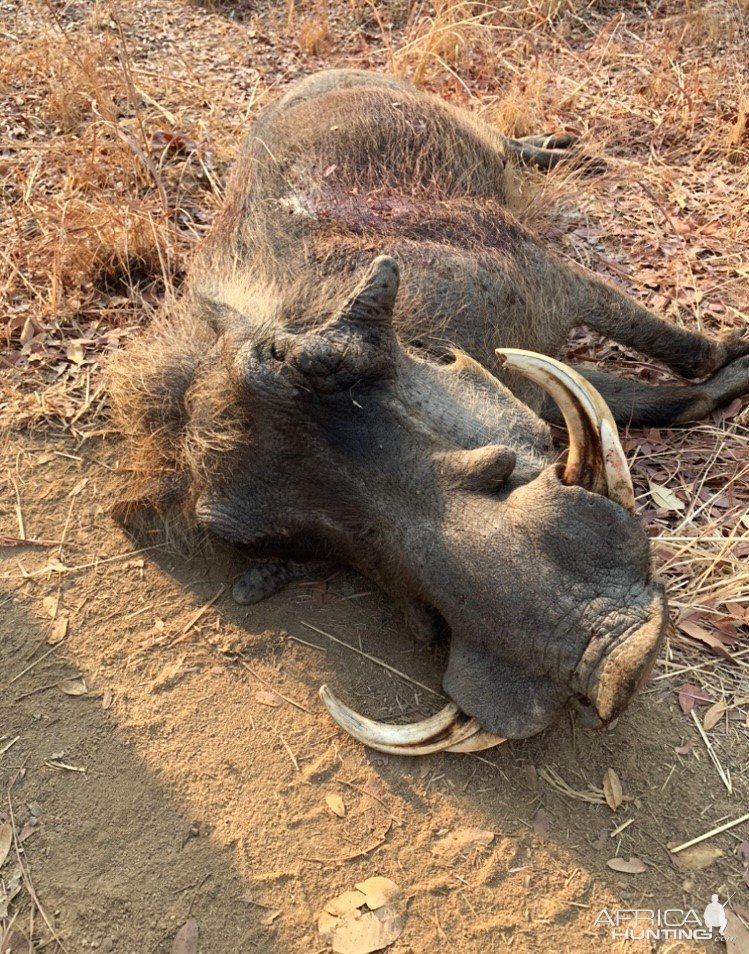 Warthog Hunt Zimbabwe