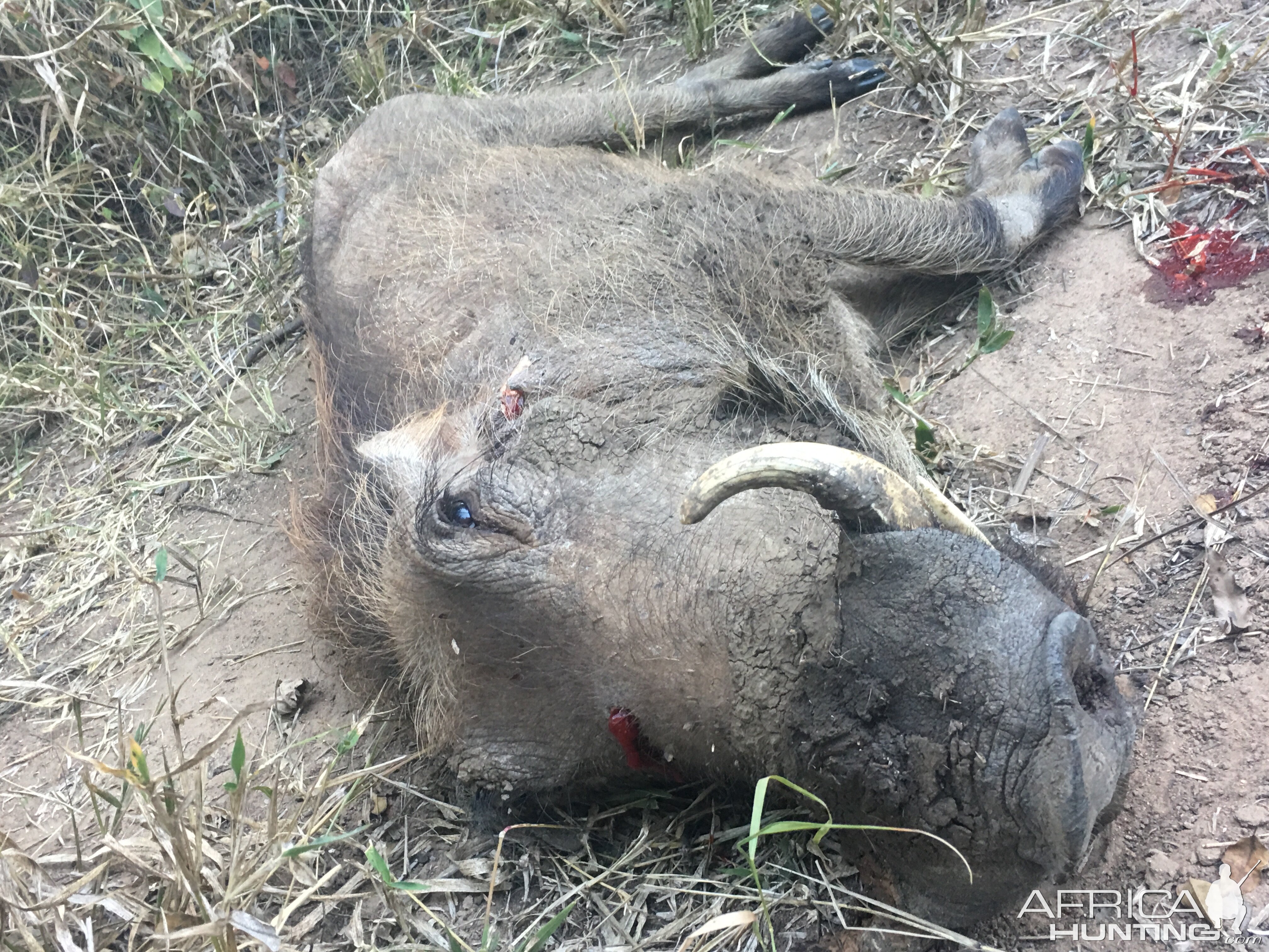 Warthog Hunt Zimbabwe