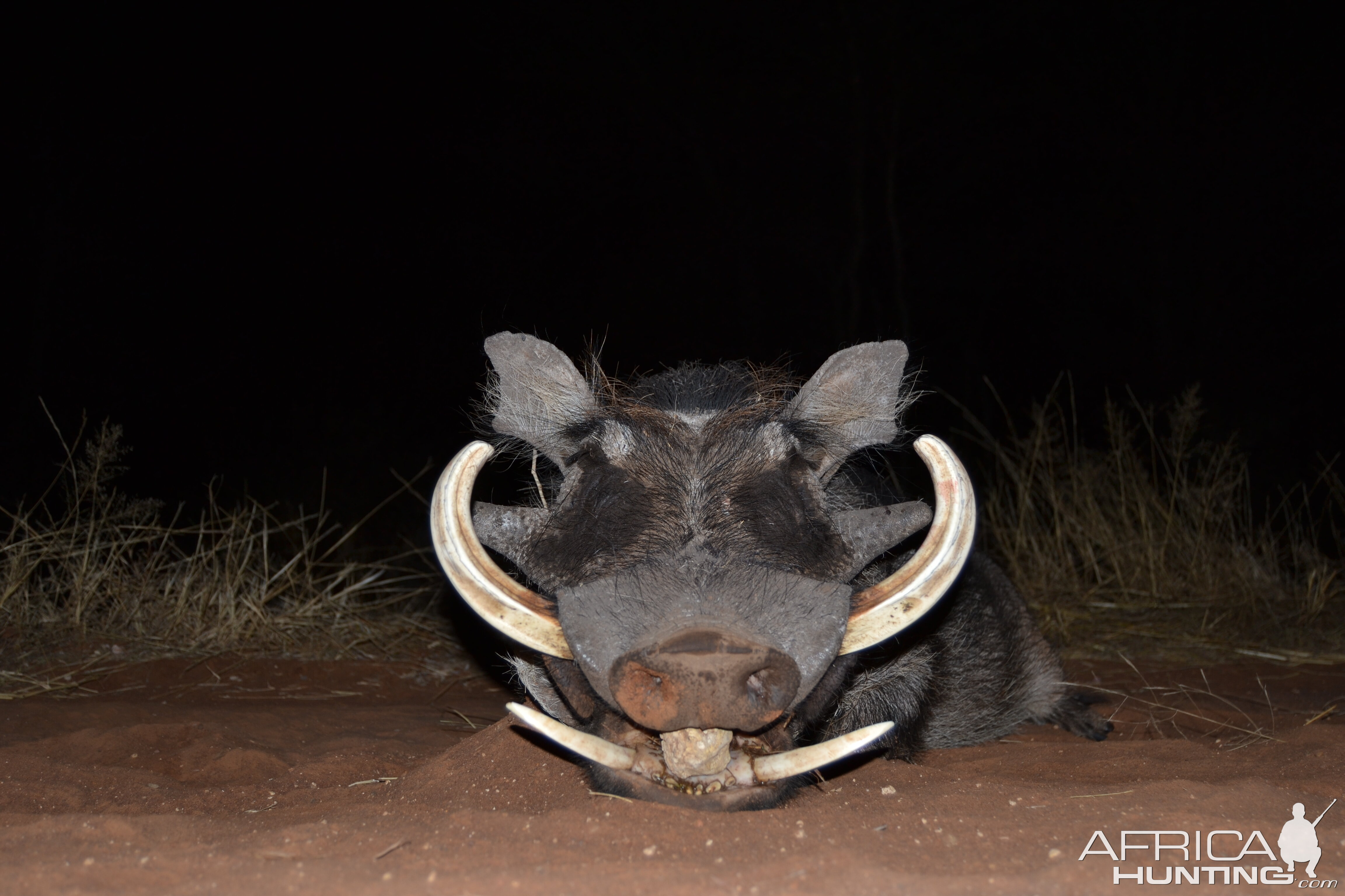 WARTHOG HUNT