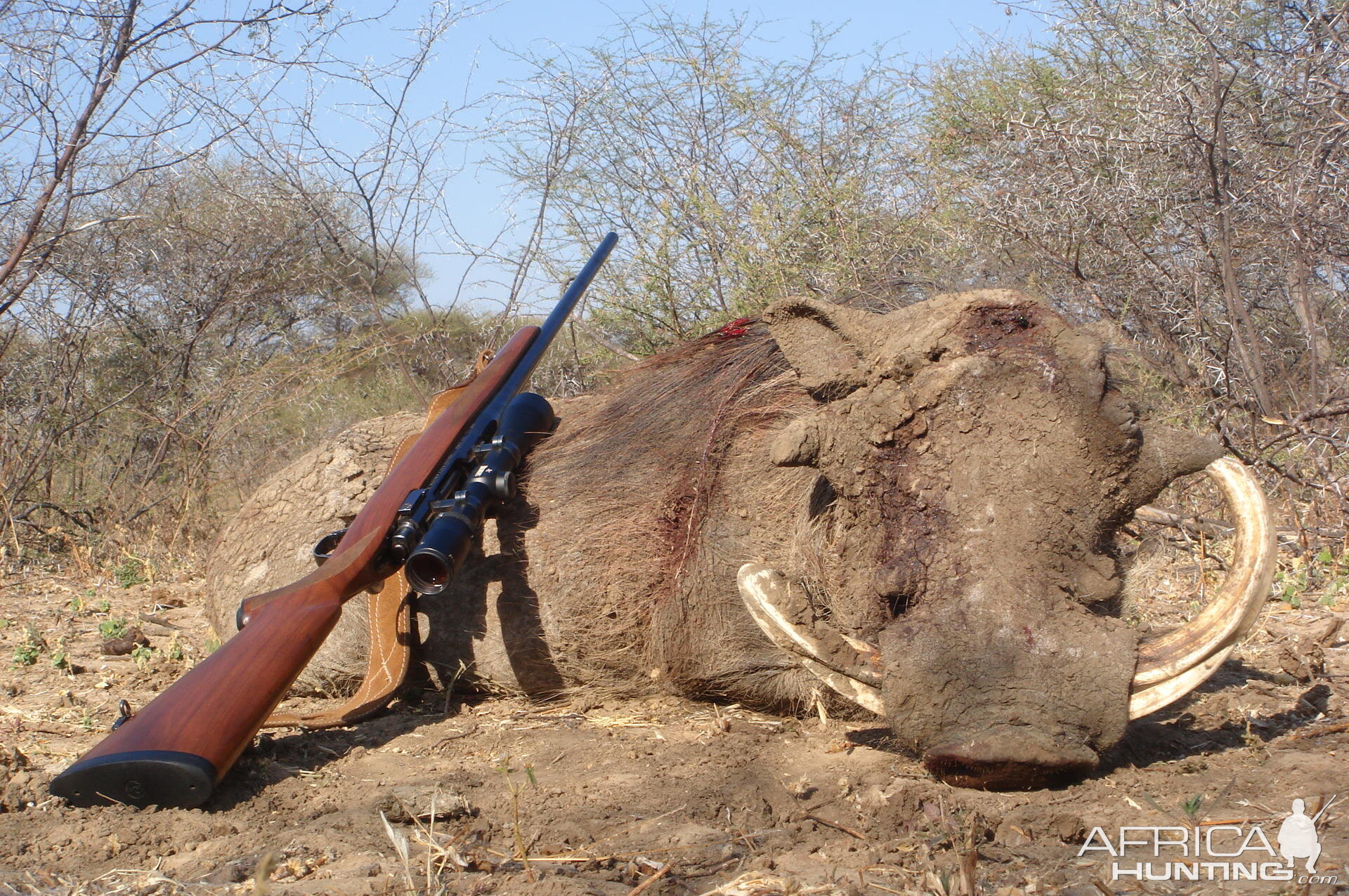 Warthog hunt