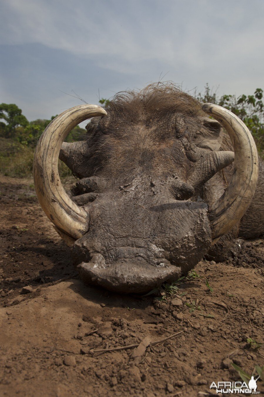 Warthog hunted in CAR with Central African Wildlife Adventures