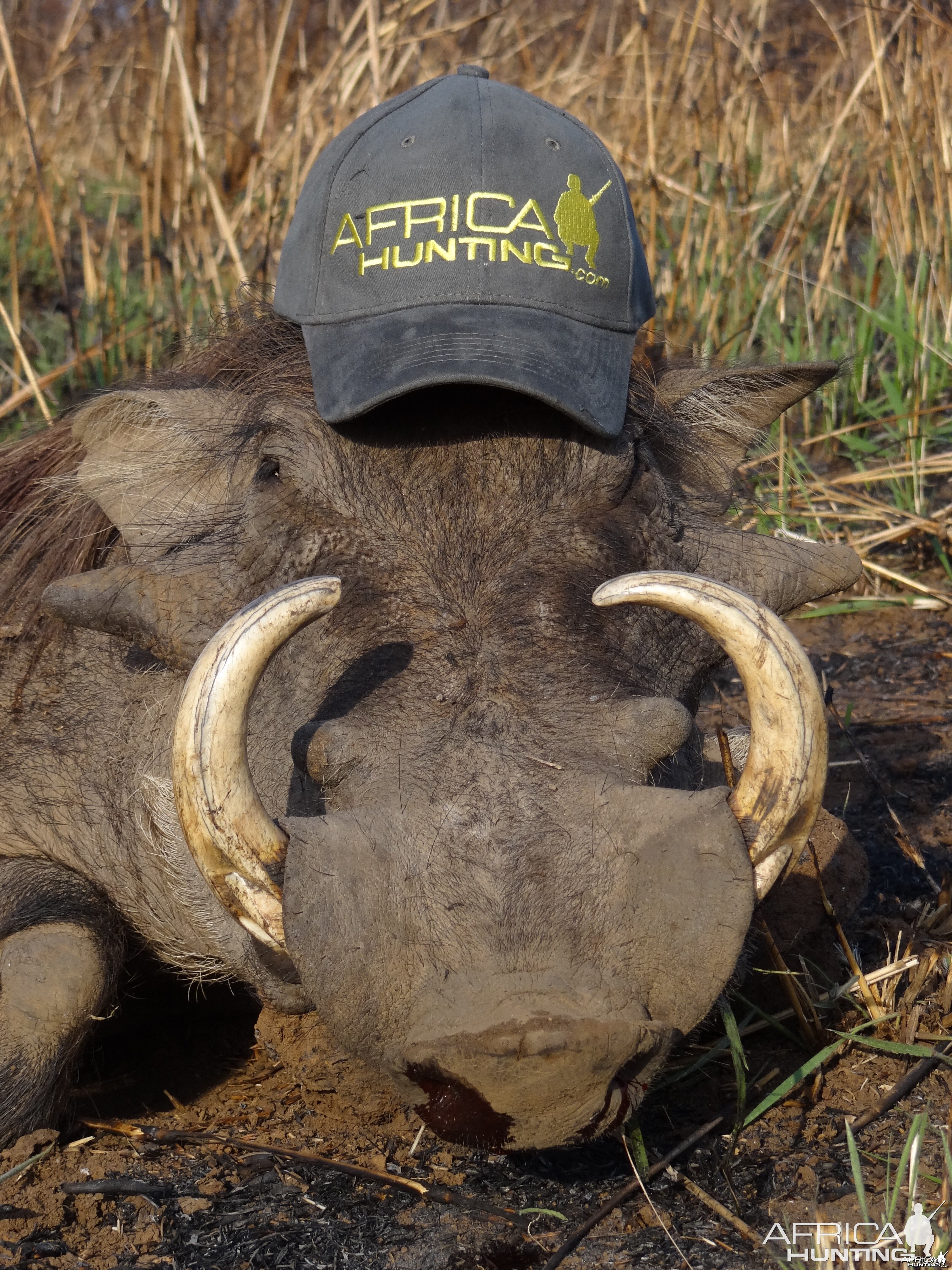 Warthog hunted in CAR