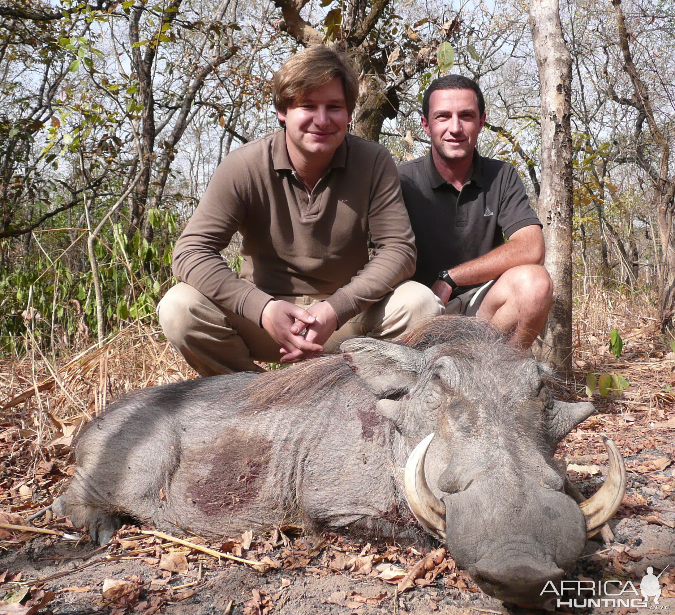 Warthog hunted in Central Africa with Club Faune