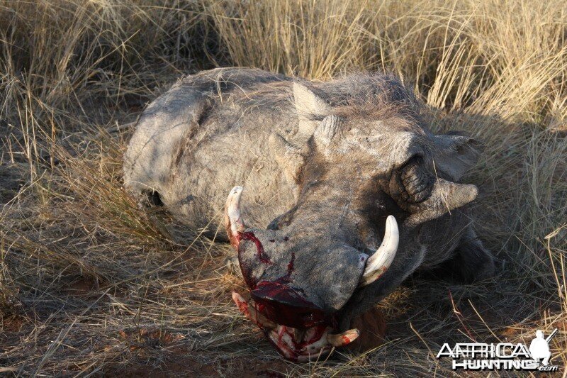 Warthog hunted in Namibia