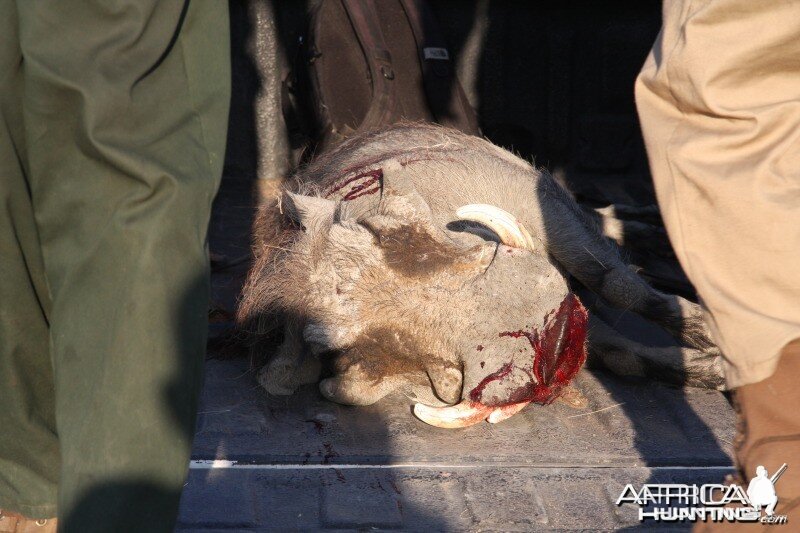 Warthog hunted in Namibia