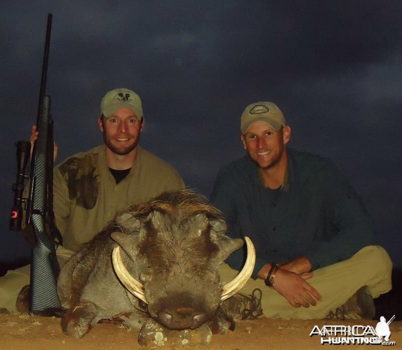 Warthog hunted in Zimbabwe