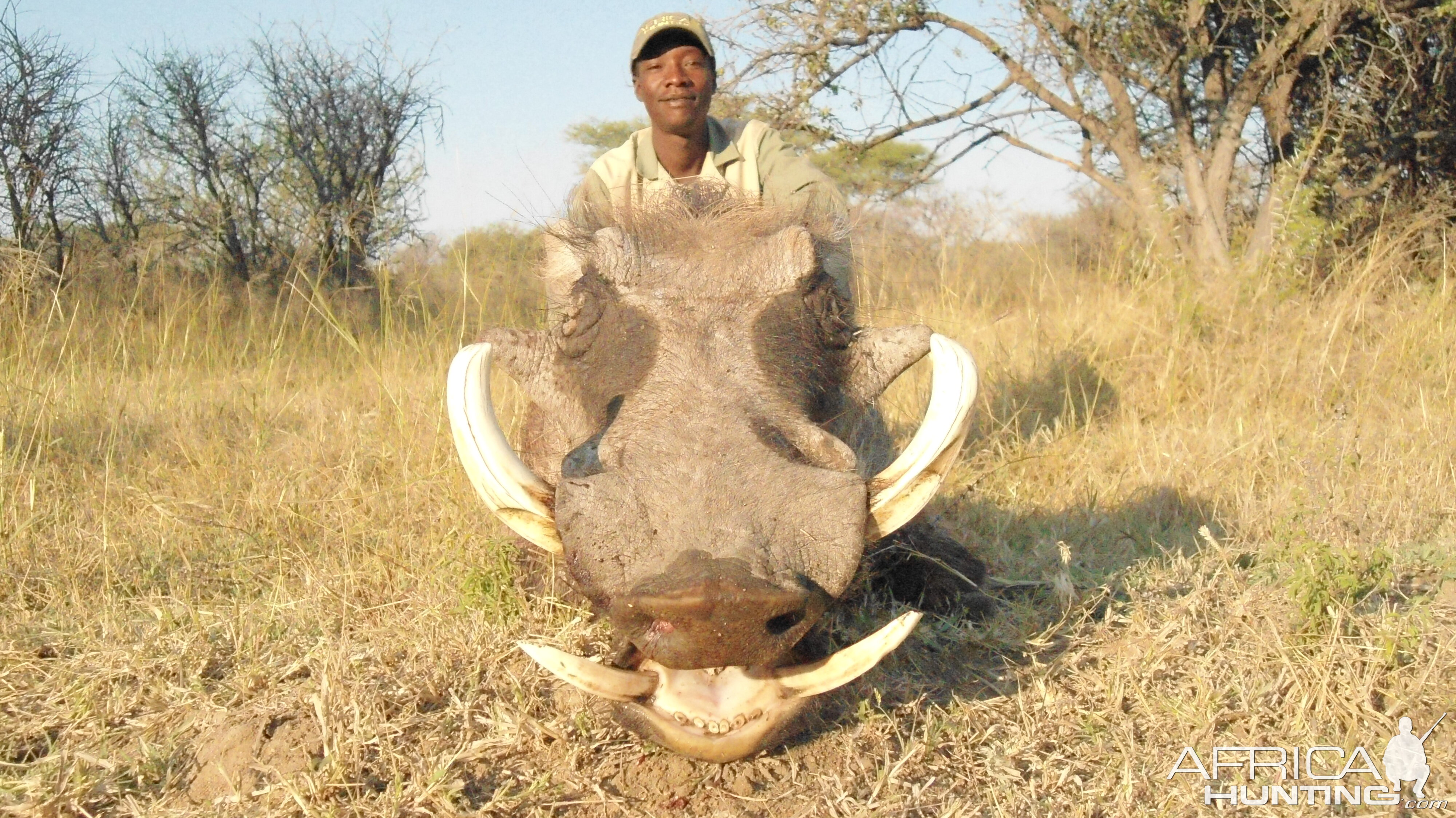 Warthog hunted with Ozondjahe Hunting Safaris in Namibia