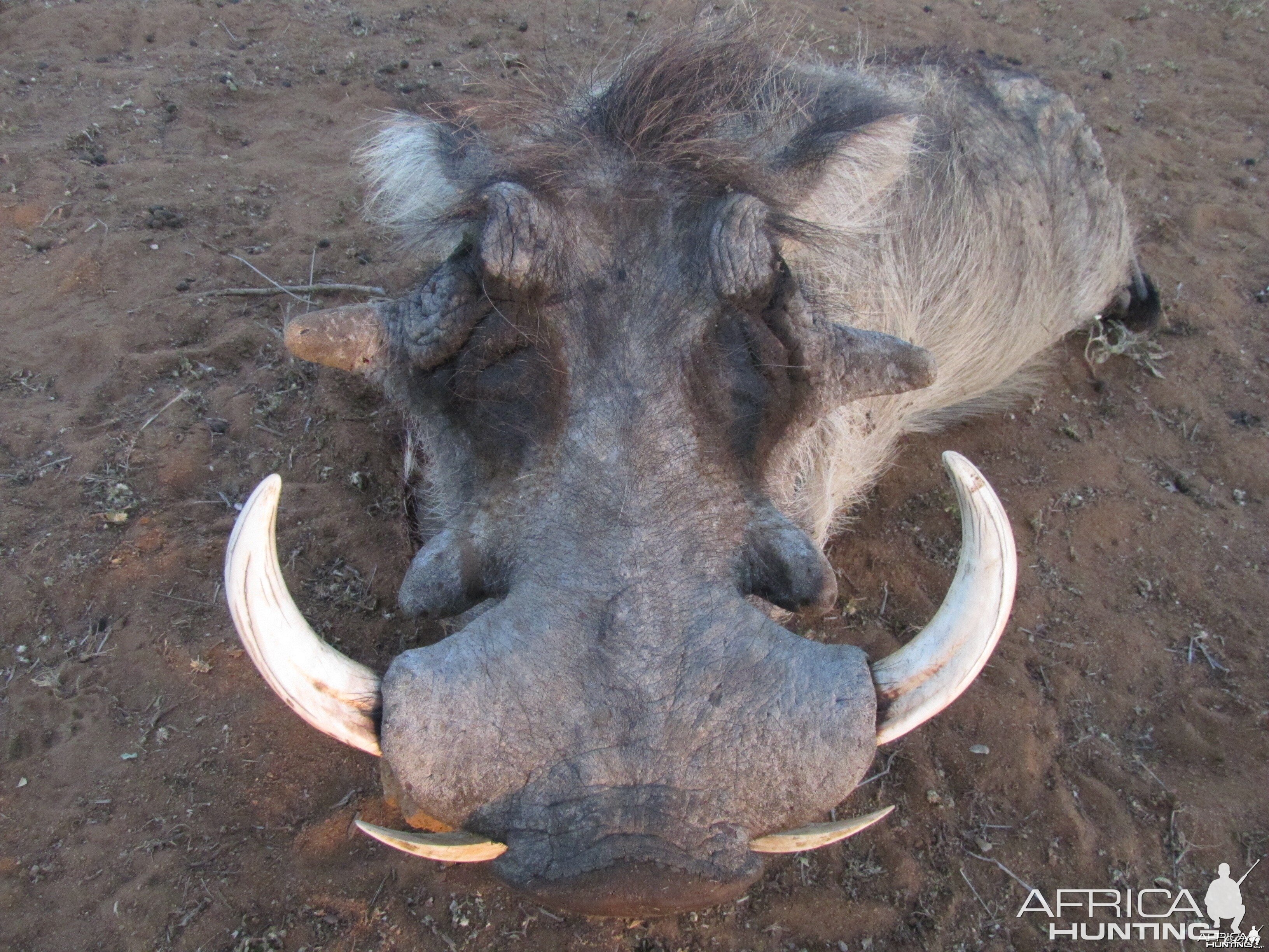 Warthog hunted with Ozondjahe Hunting Safaris in Namibia