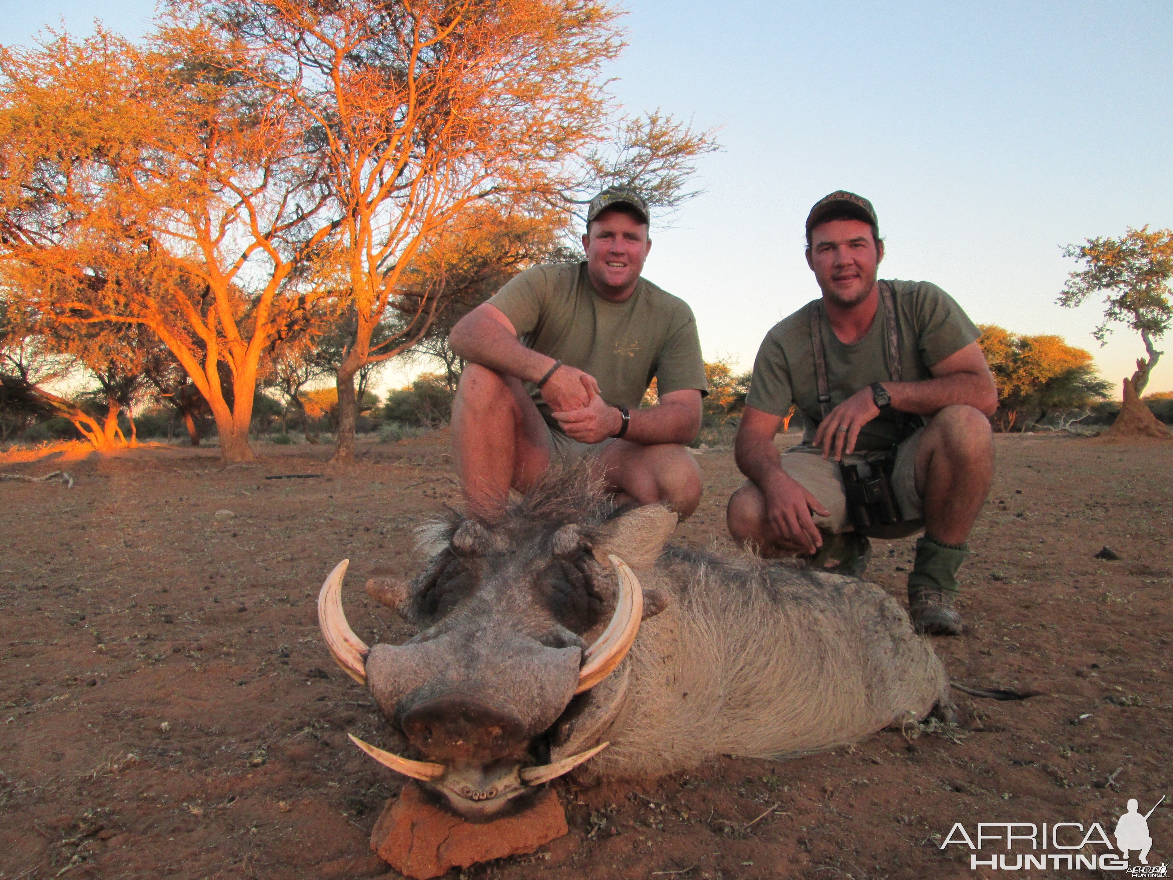 Warthog hunted with Ozondjahe Hunting Safaris in Namibia