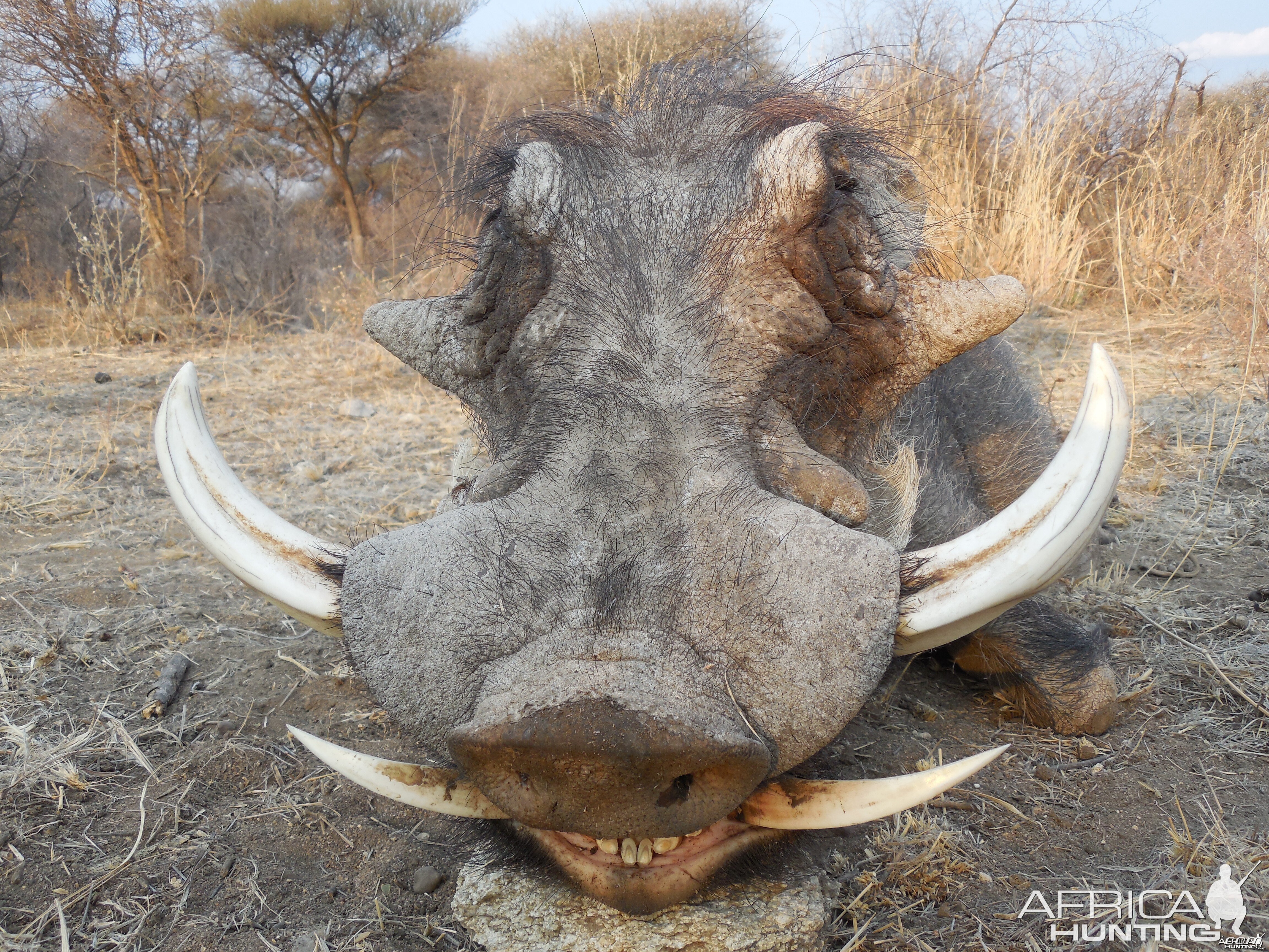 Warthog hunted with Ozondjahe Hunting Safaris in Namibia