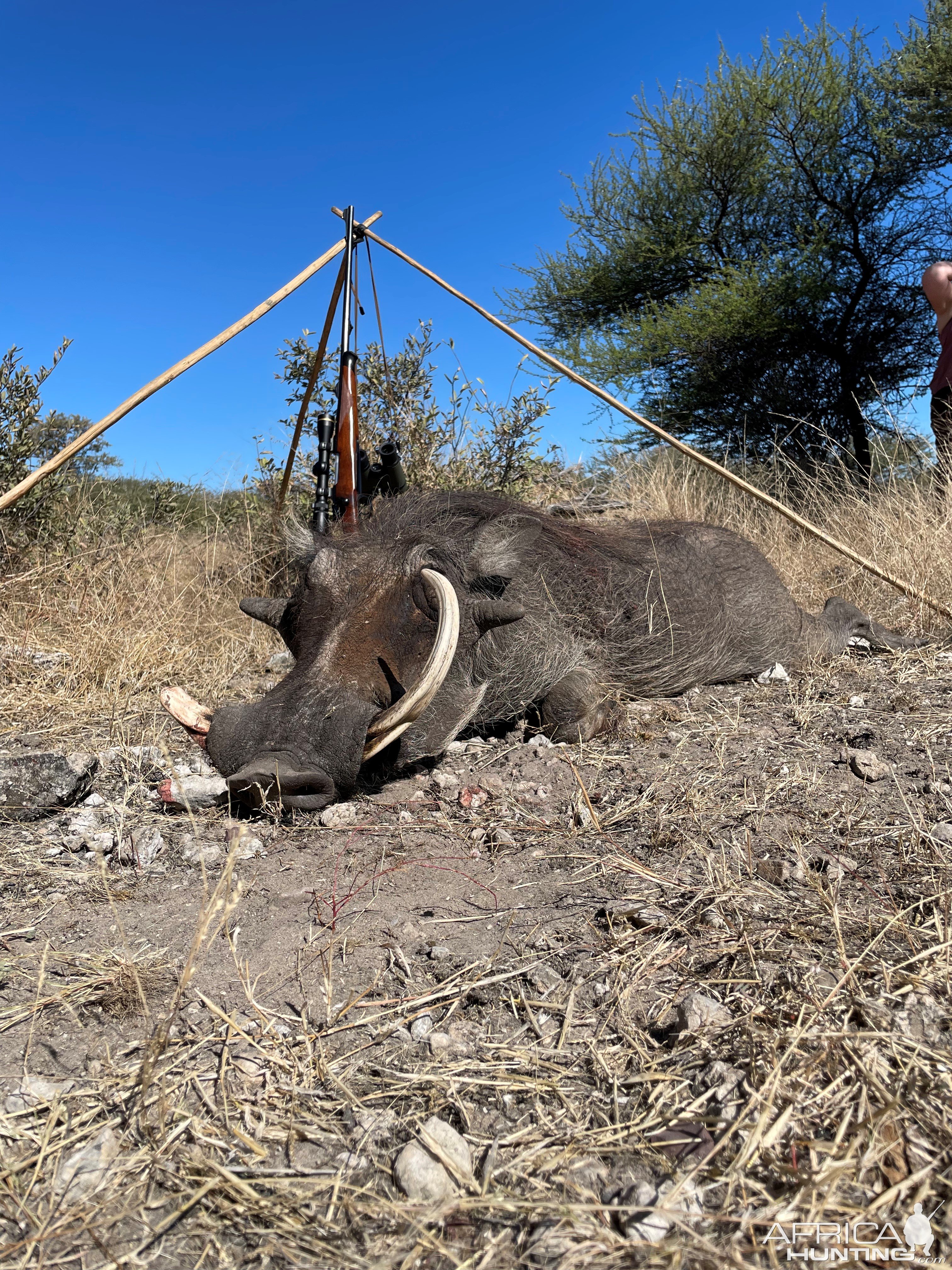 Warthog Hunting Botswana