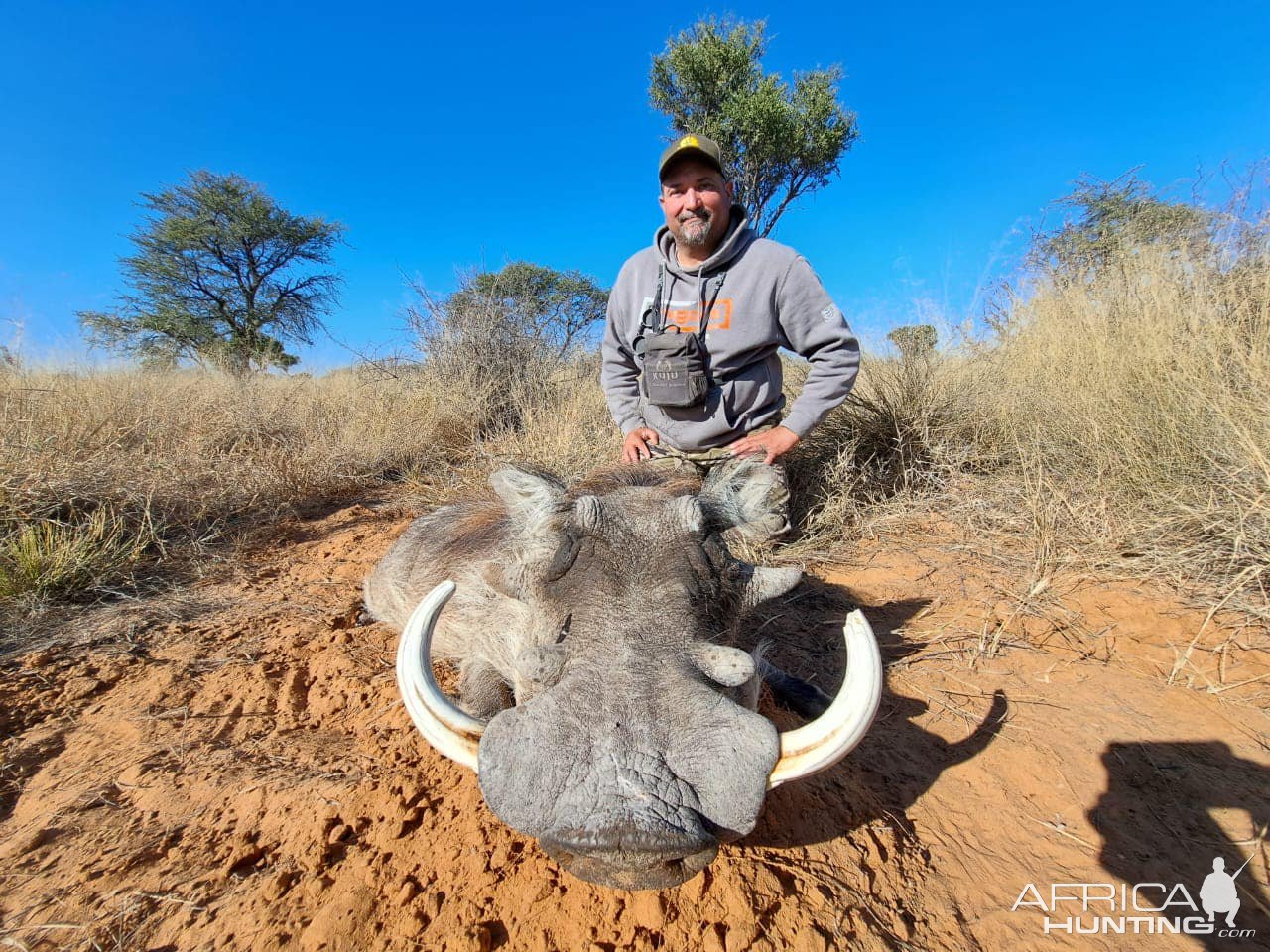 Warthog Hunting Kalahari South Africa