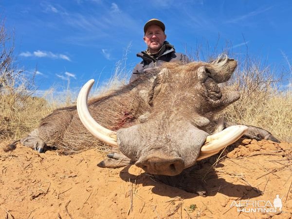 Warthog Hunting Kalahari South Africa