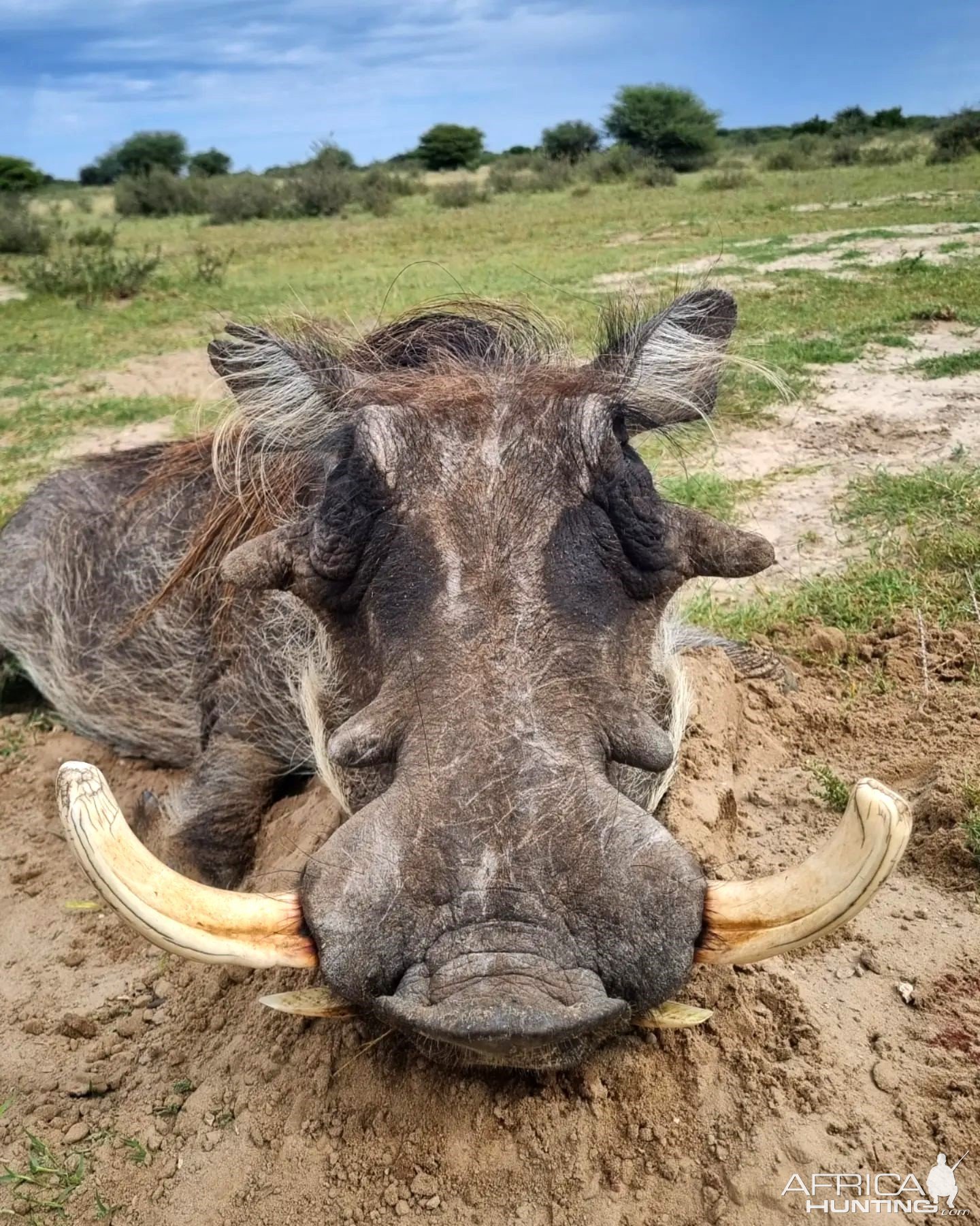 Warthog Hunting Kalahari South Africa