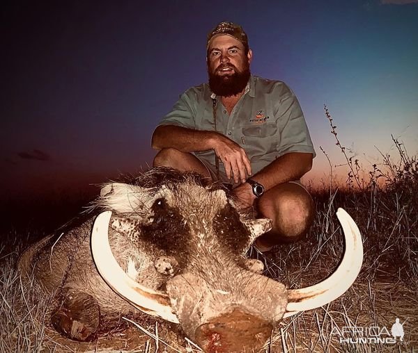 Warthog Hunting Limpopo Valley South Africa