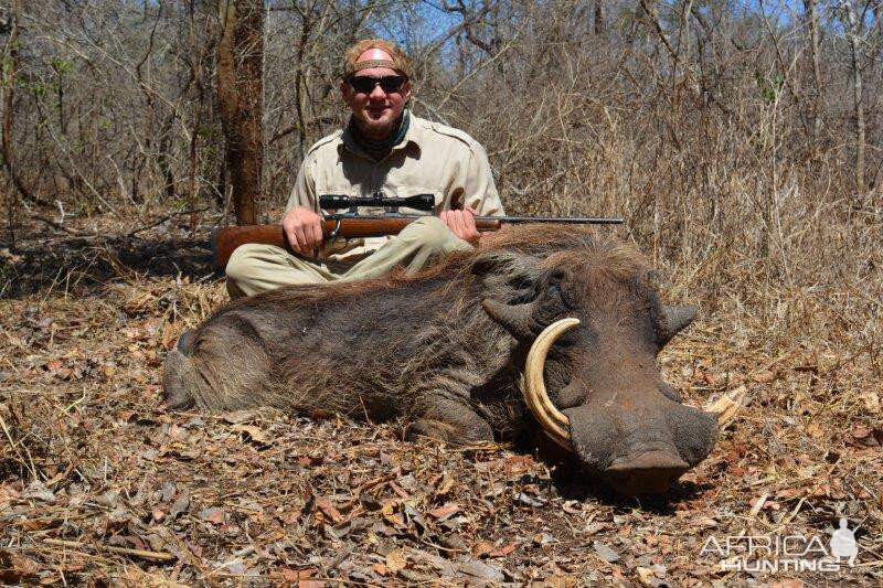 Warthog Hunting Mozambique