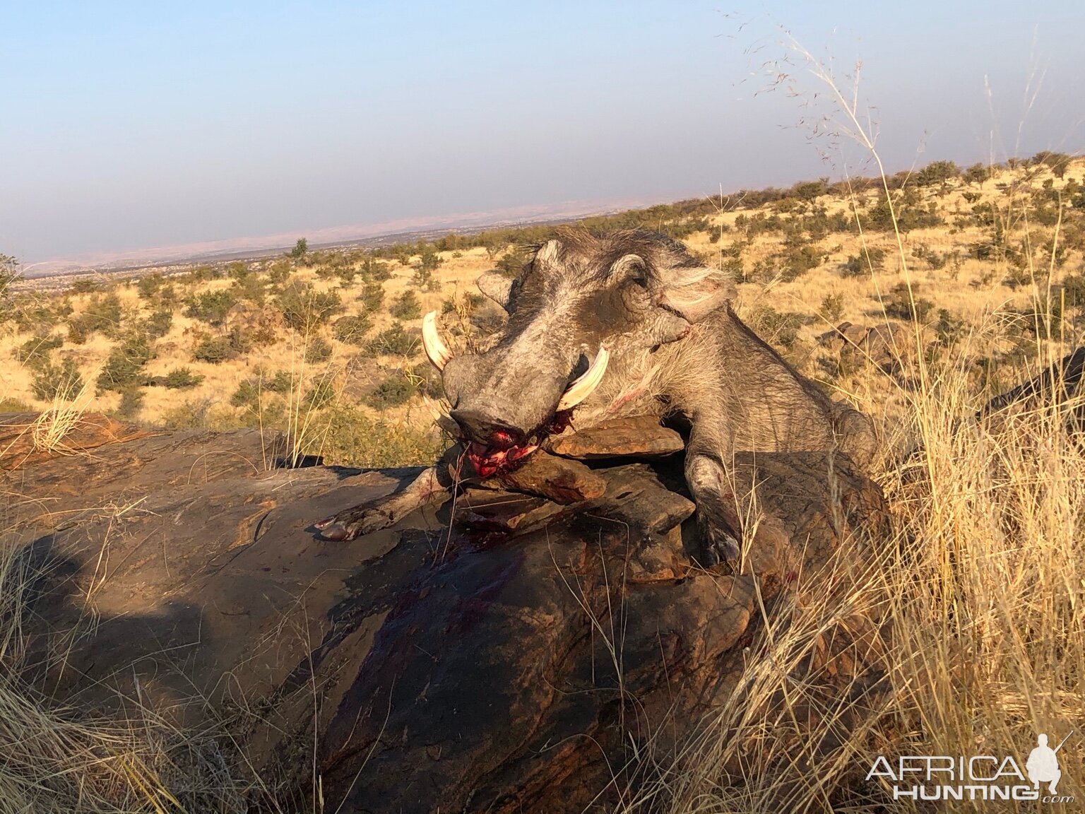 Warthog Hunting Namibia