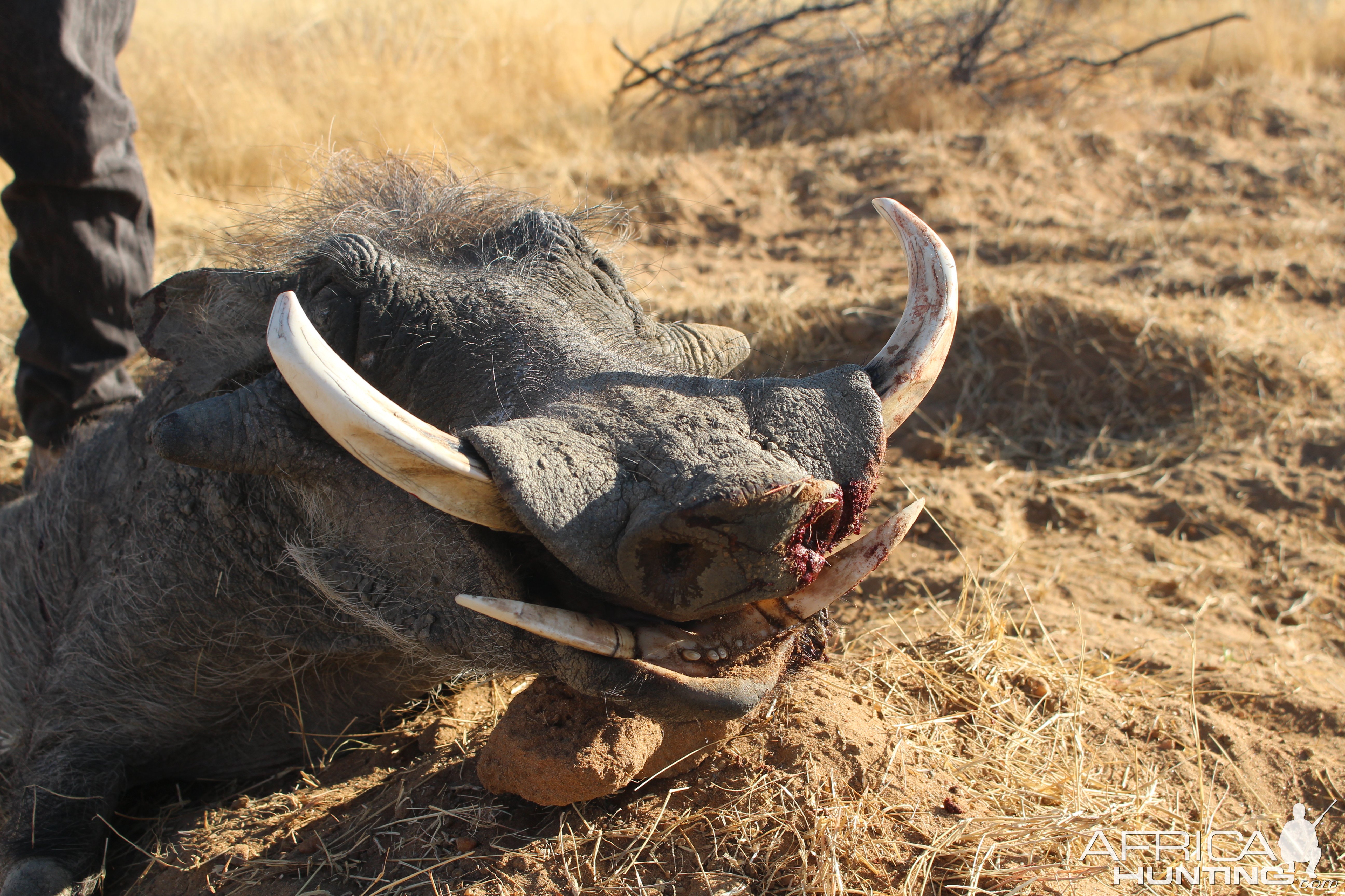 Warthog Hunting Namibia