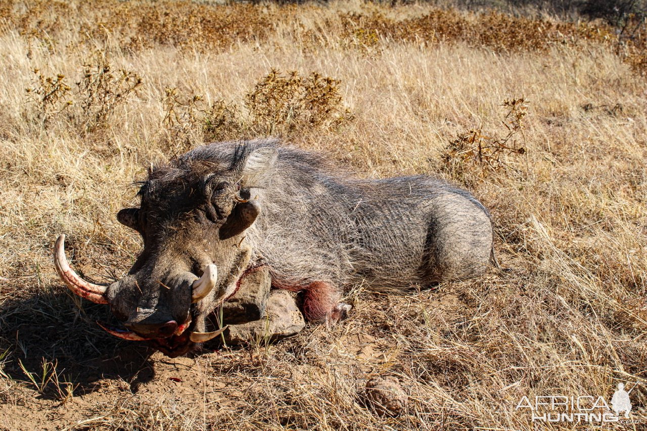 Warthog Hunting Namibia