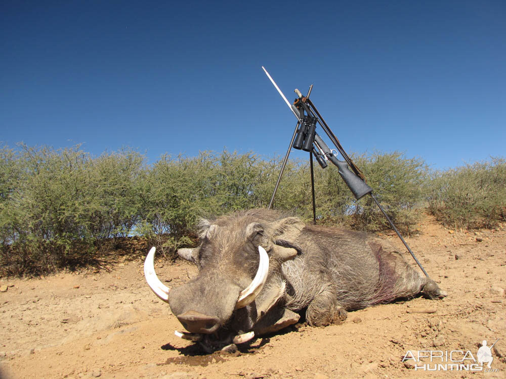 Warthog Hunting Namibia