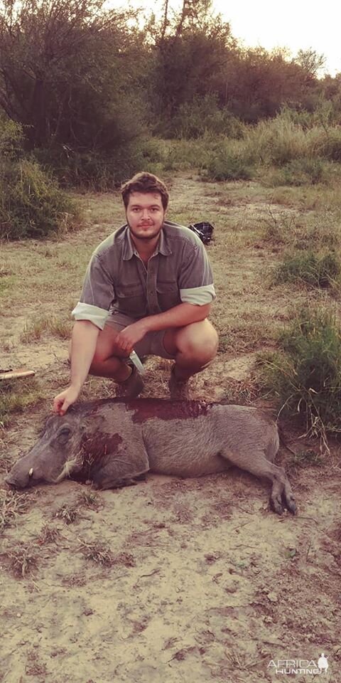 Warthog Hunting South Africa