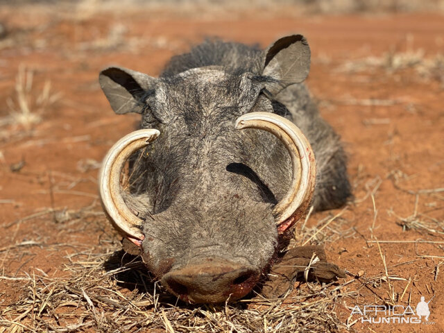 Warthog Hunting South Africa