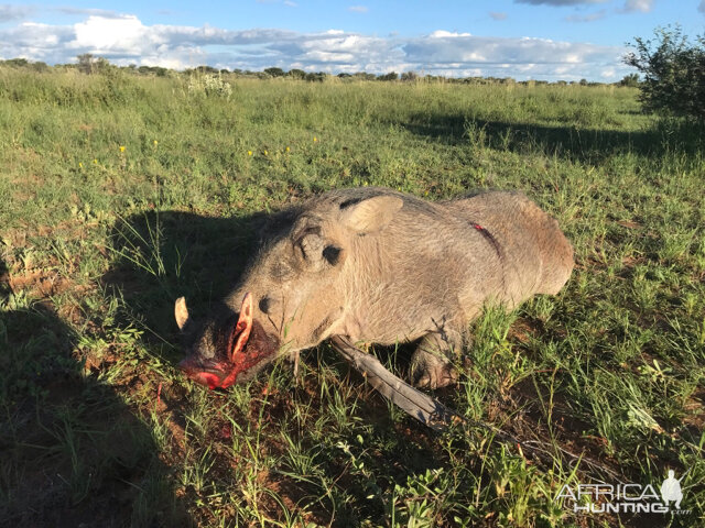 Warthog Hunting South Africa