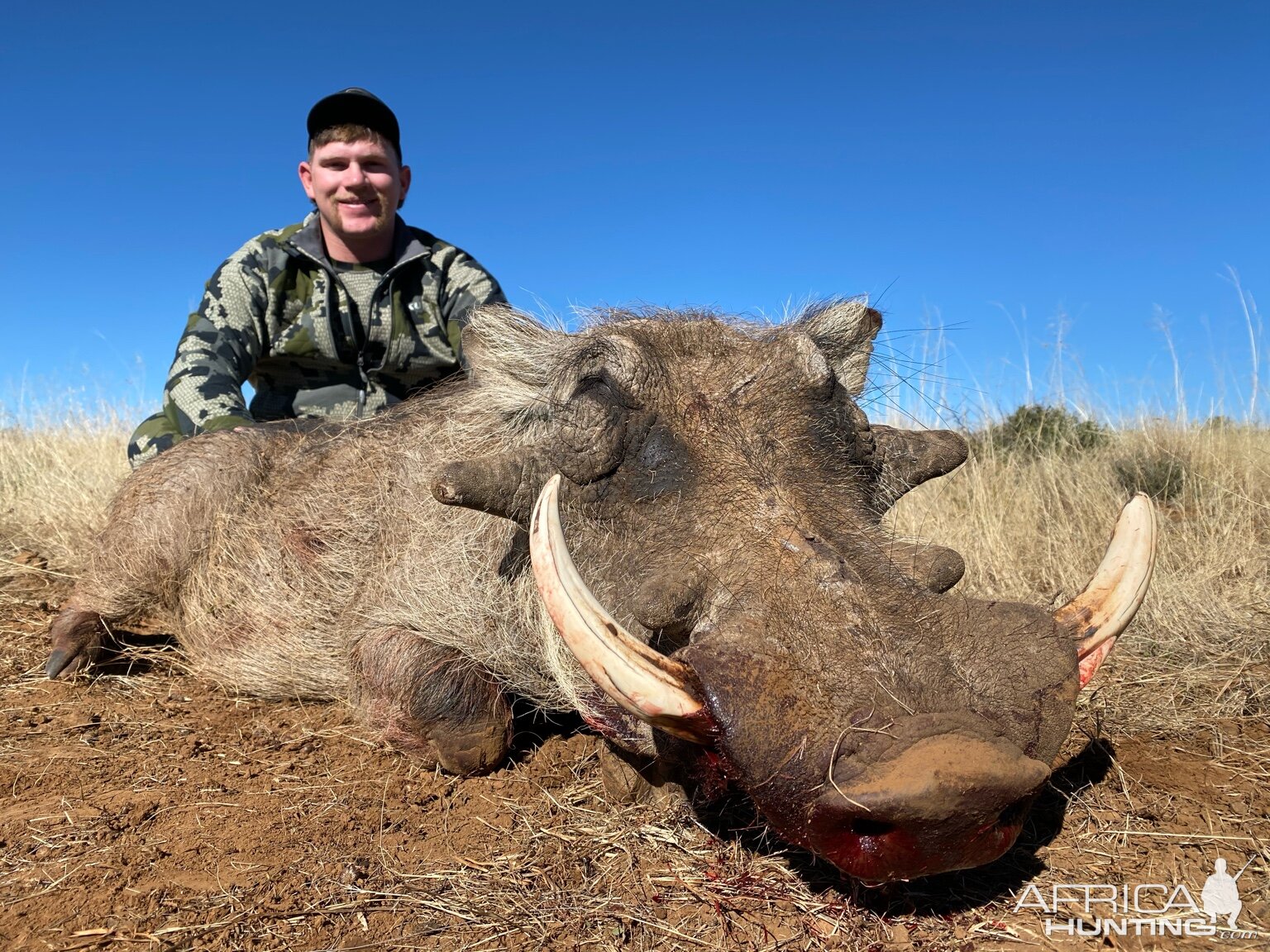 Warthog Hunting South Africa