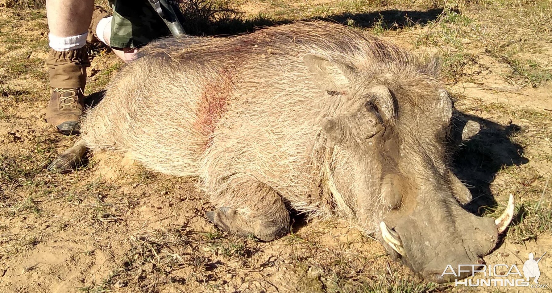 Warthog Hunting South Africa