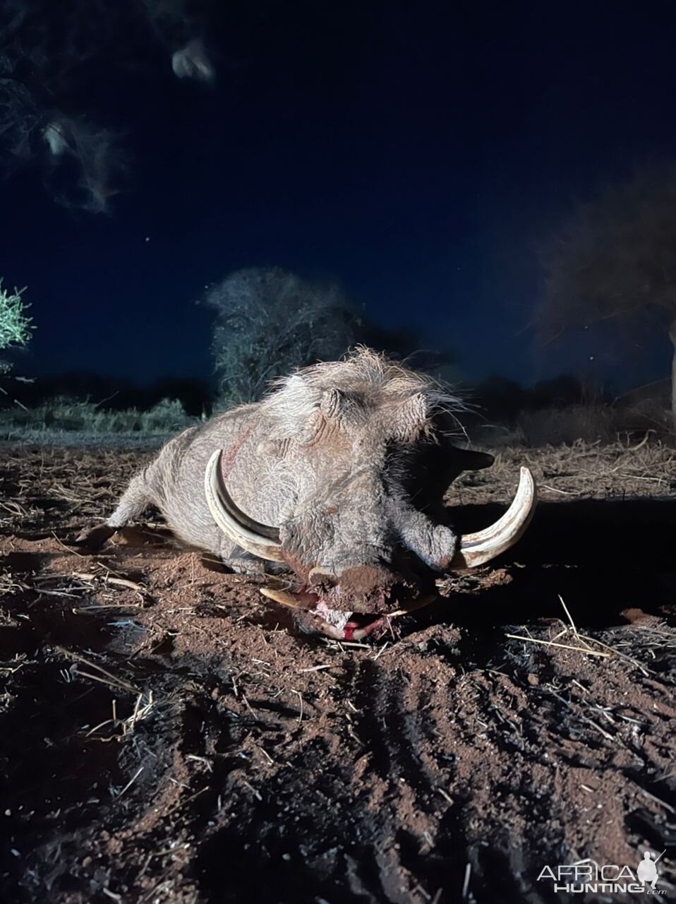 Warthog Hunting South Africa