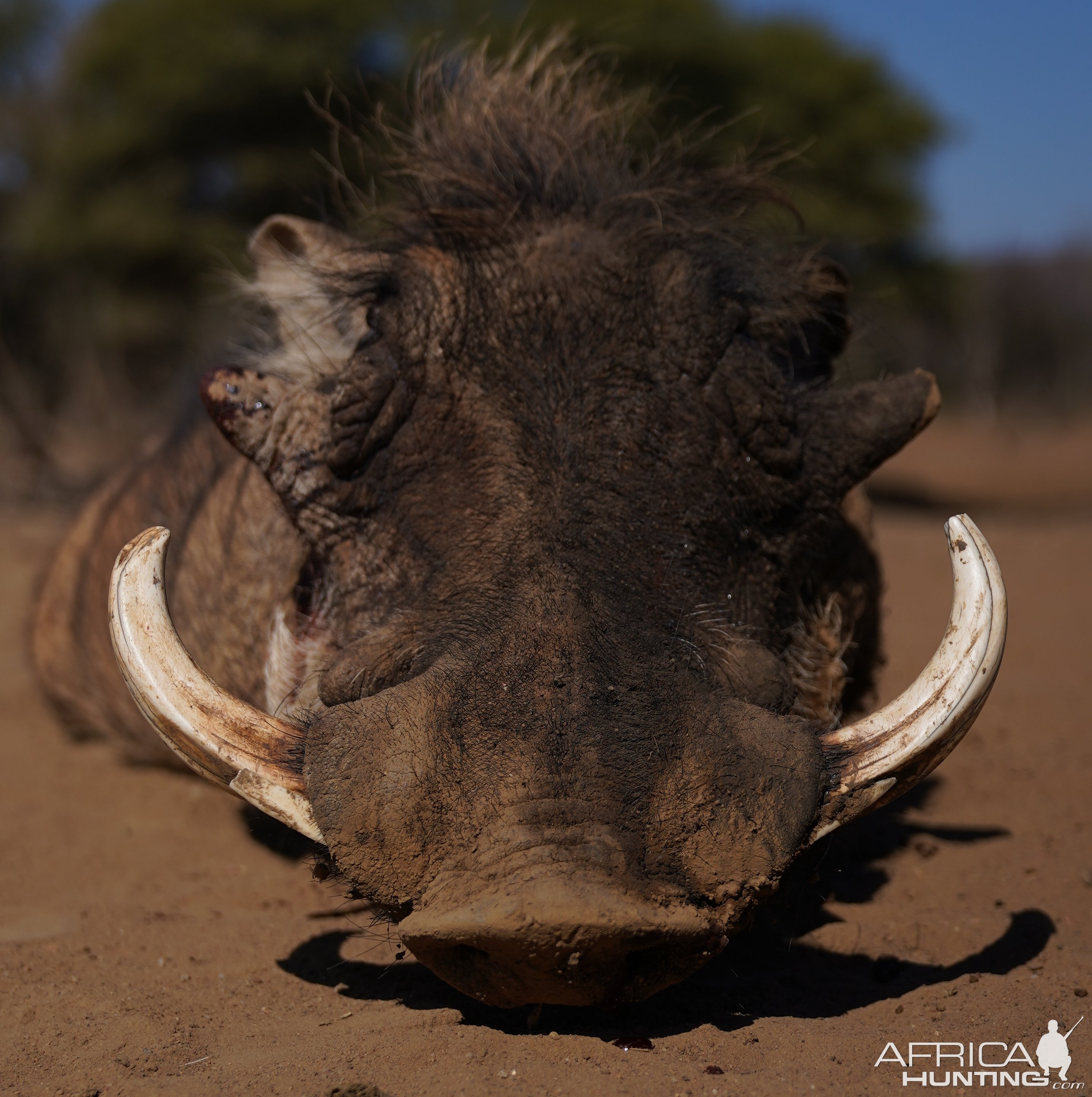 Warthog Hunting South Africa