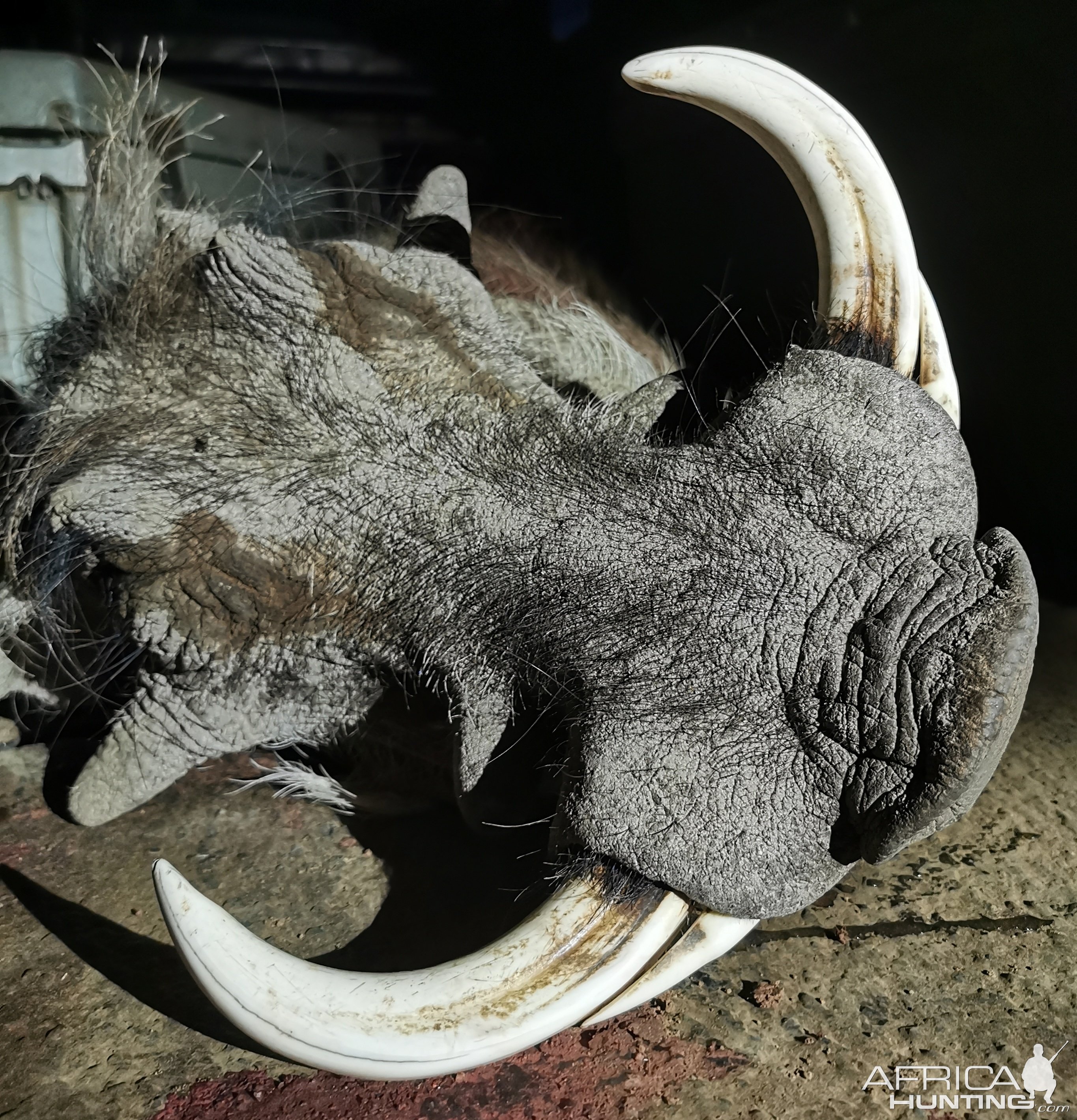 Warthog Hunting South Africa