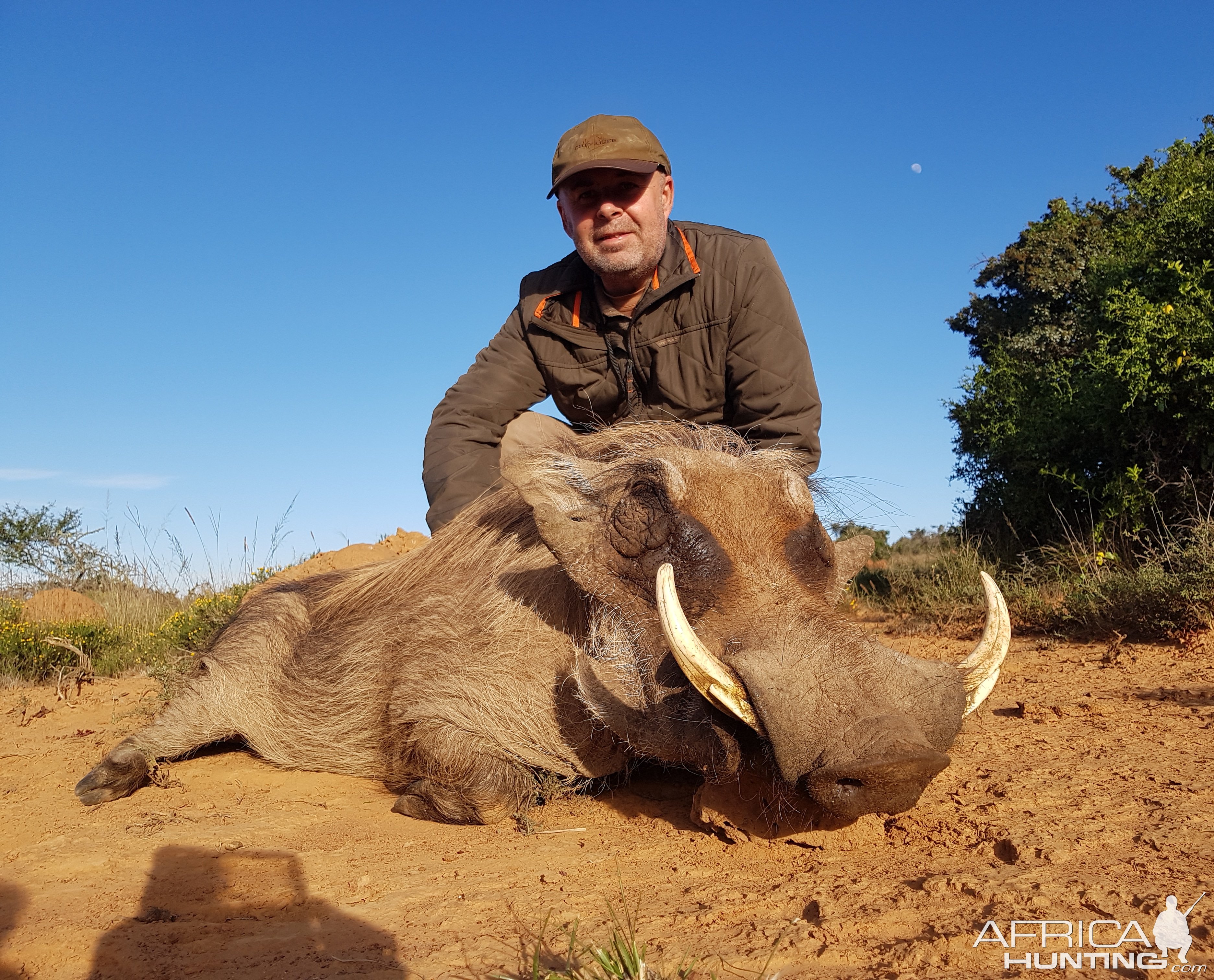 Warthog Hunting South Africa