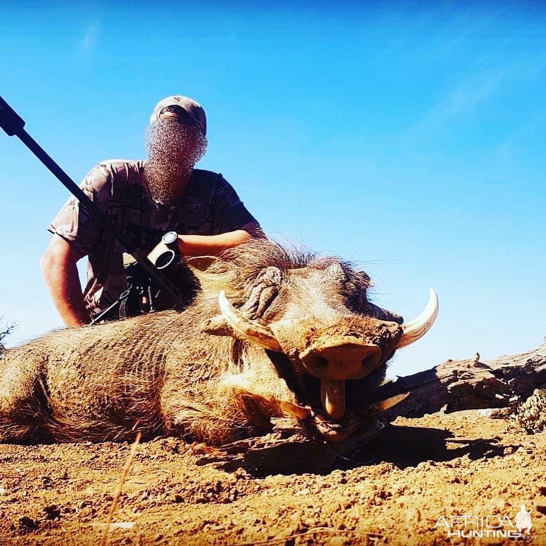 Warthog Hunting South Africa