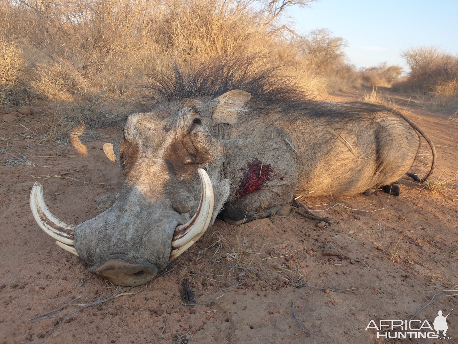 Warthog Hunting South Africa